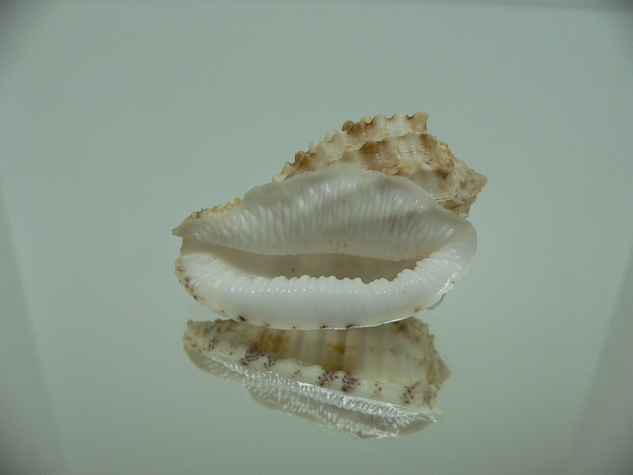 Morum ninomiyai GIANT & RARE