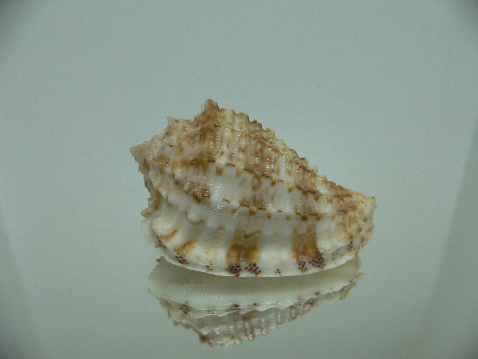 Morum ninomiyai GIANT & RARE