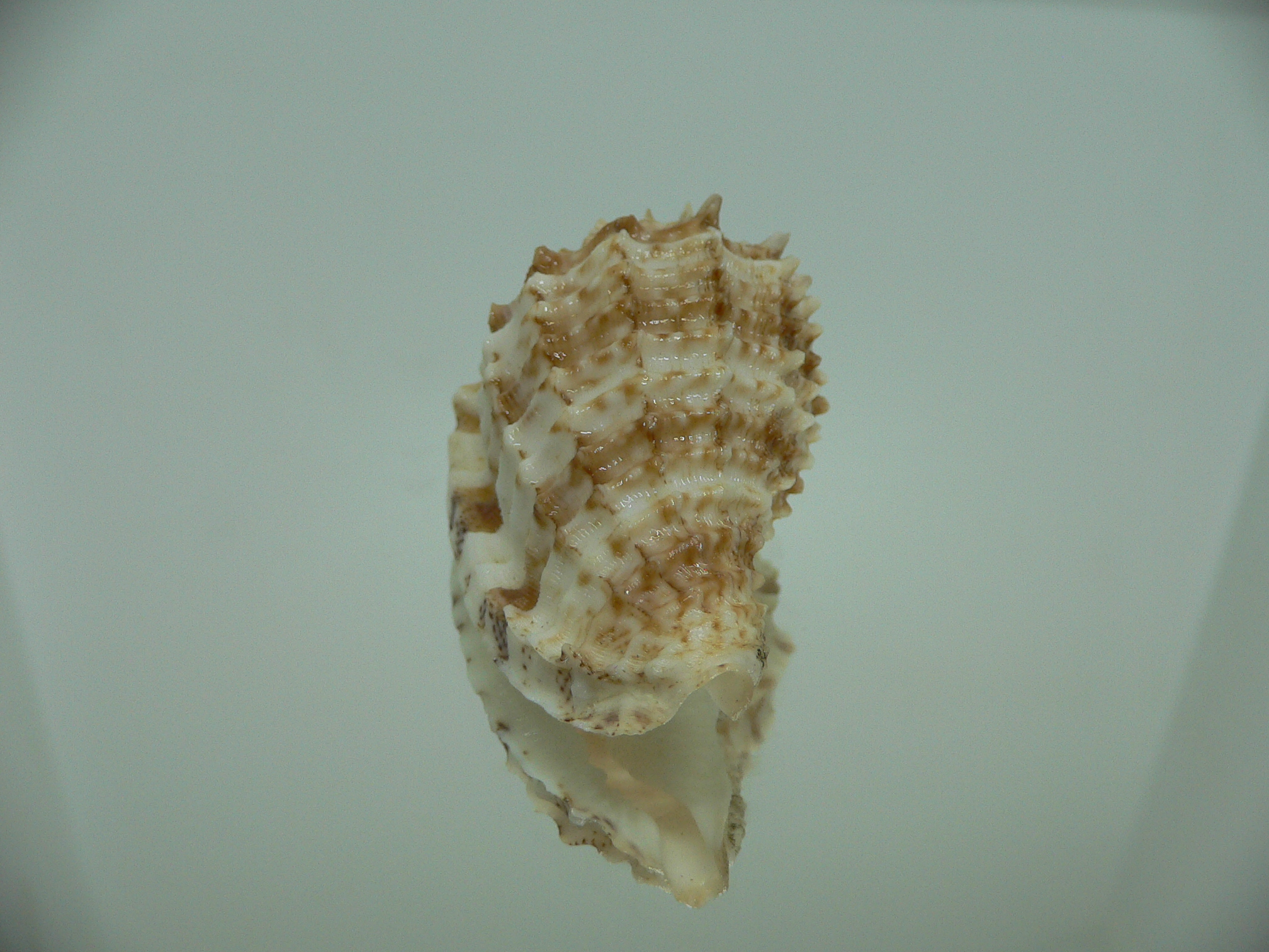 Morum ninomiyai GIANT & RARE