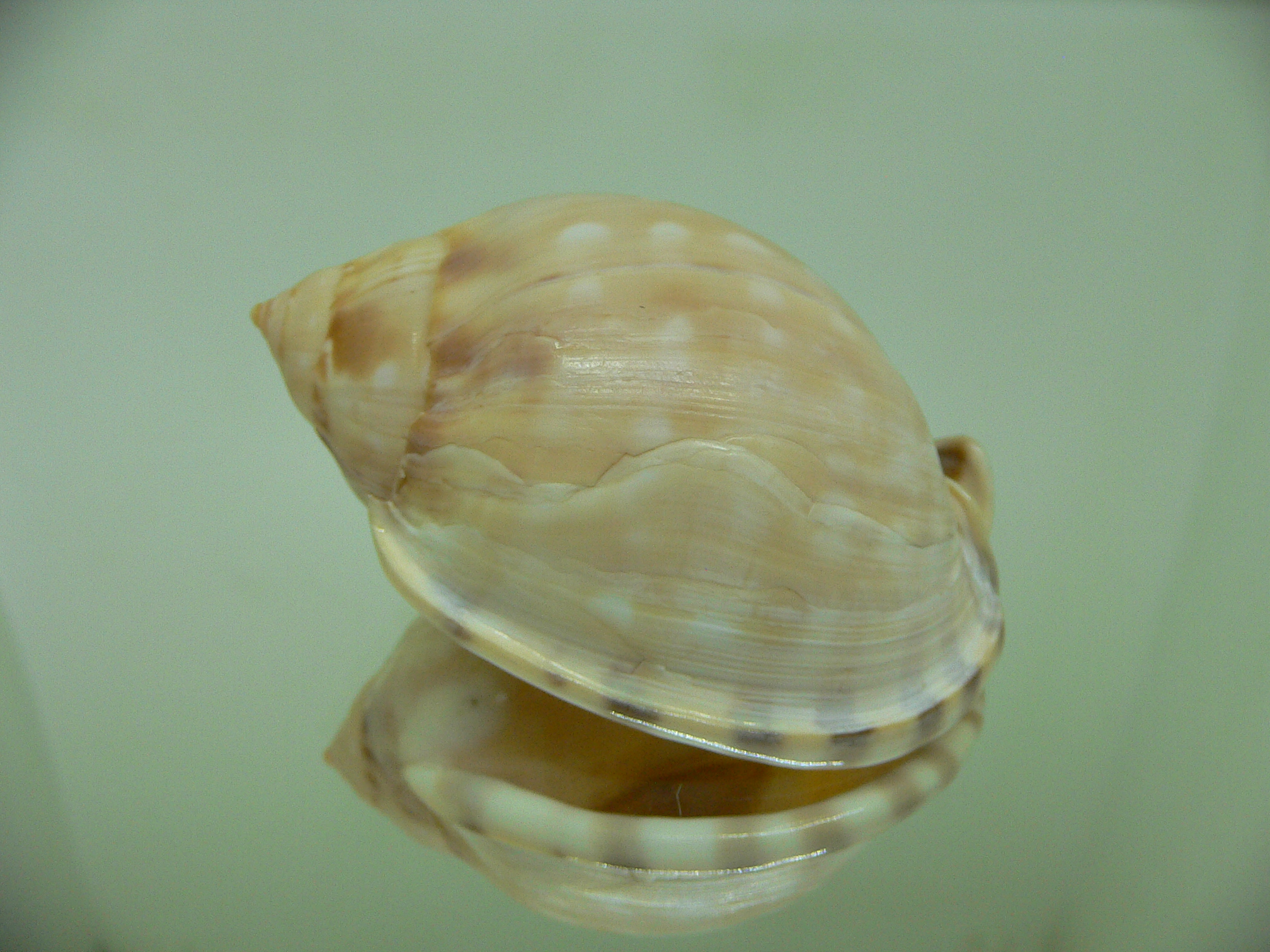 Semicassis labiata