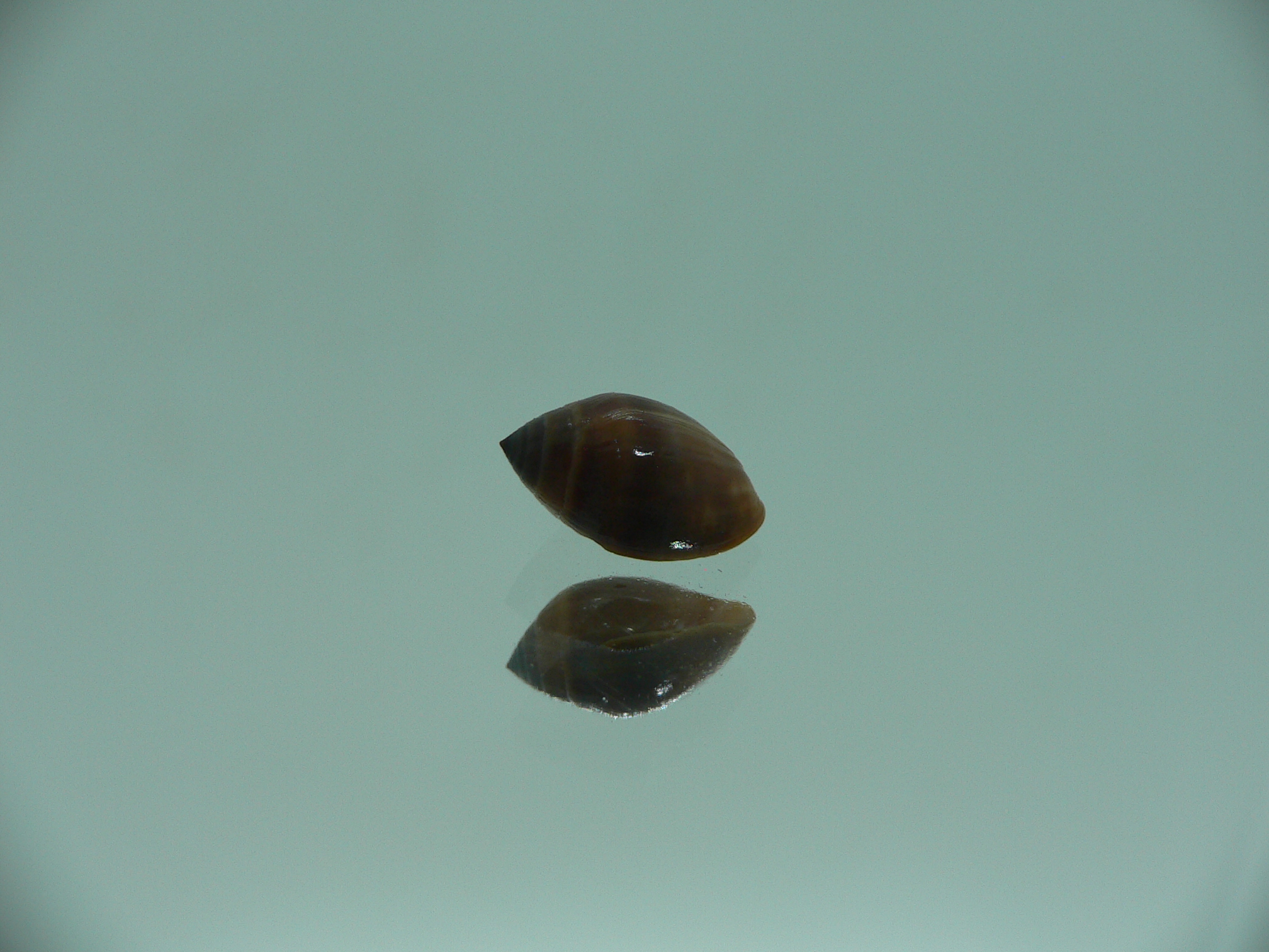 Melampus pascus SUPER GIANT