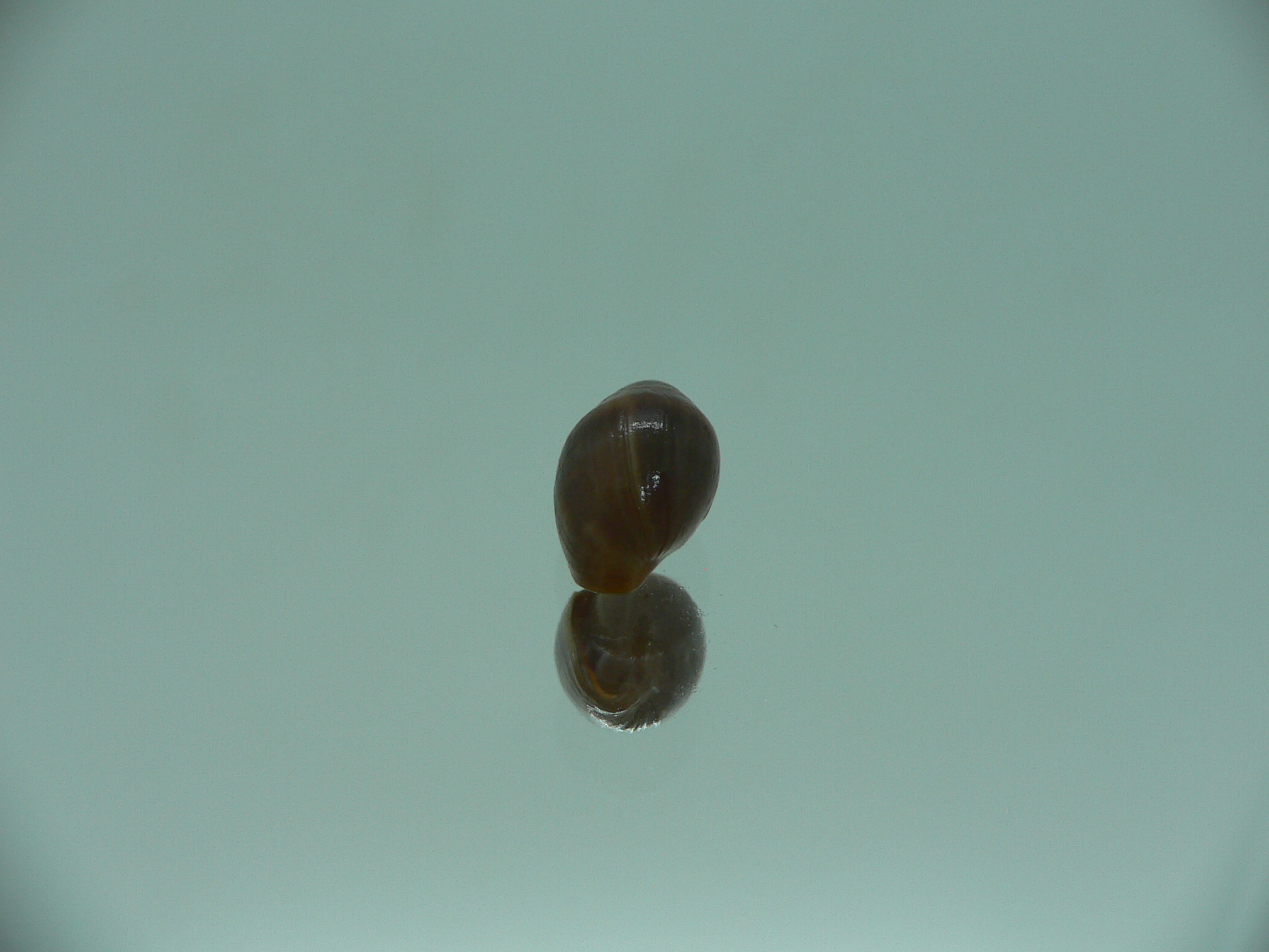 Melampus pascus SUPER GIANT