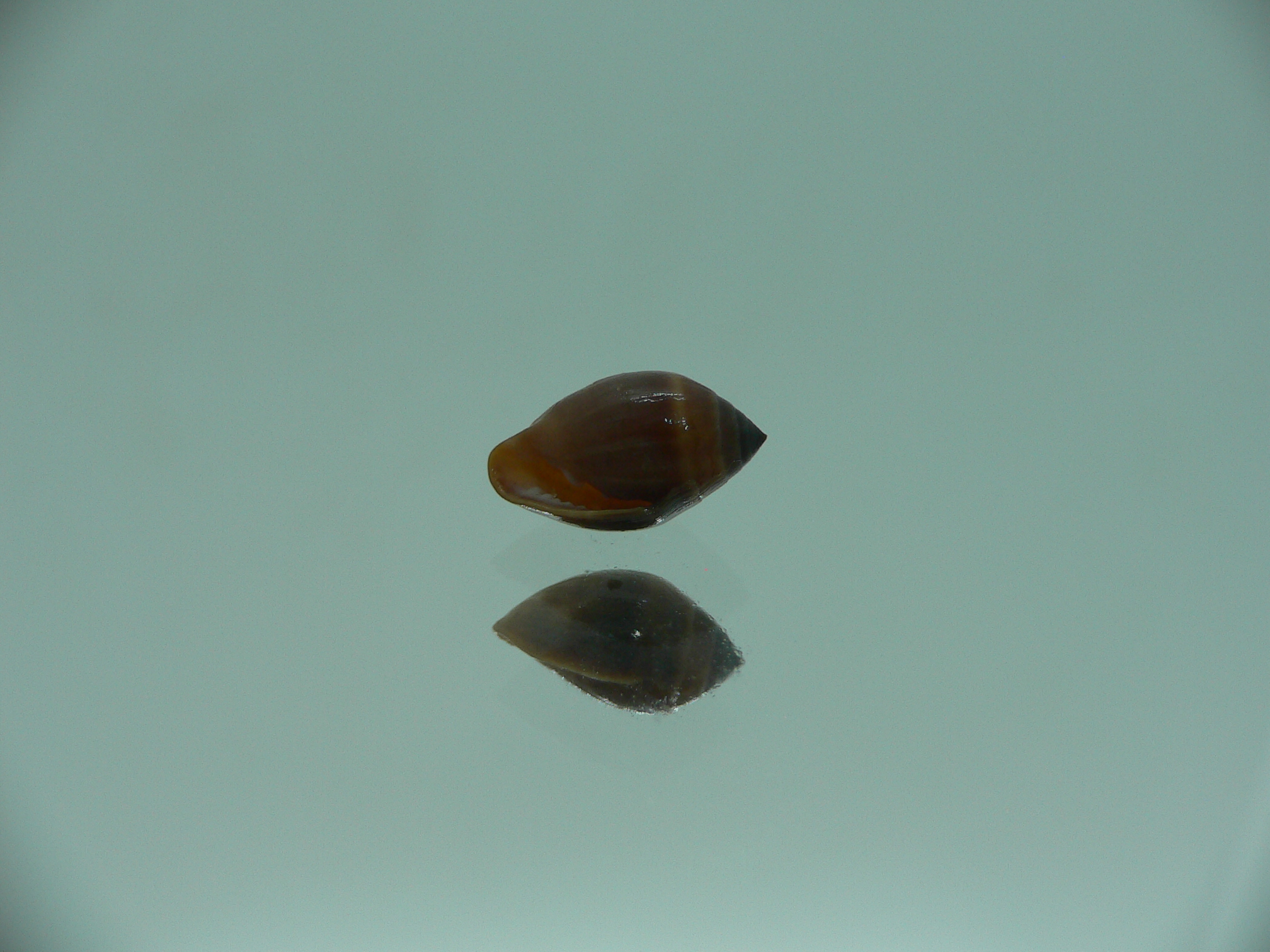 Melampus pascus SUPER GIANT