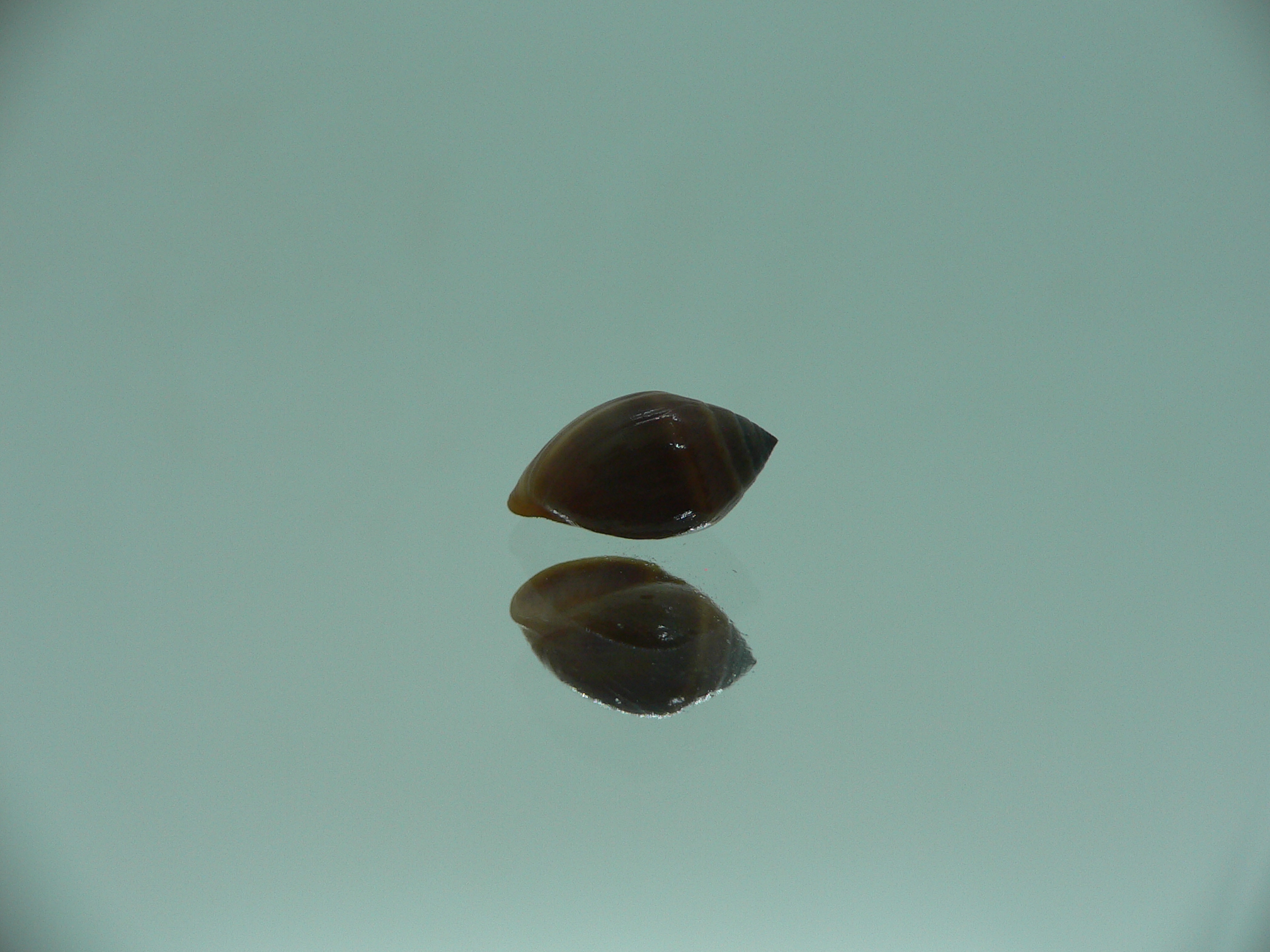 Melampus pascus SUPER GIANT