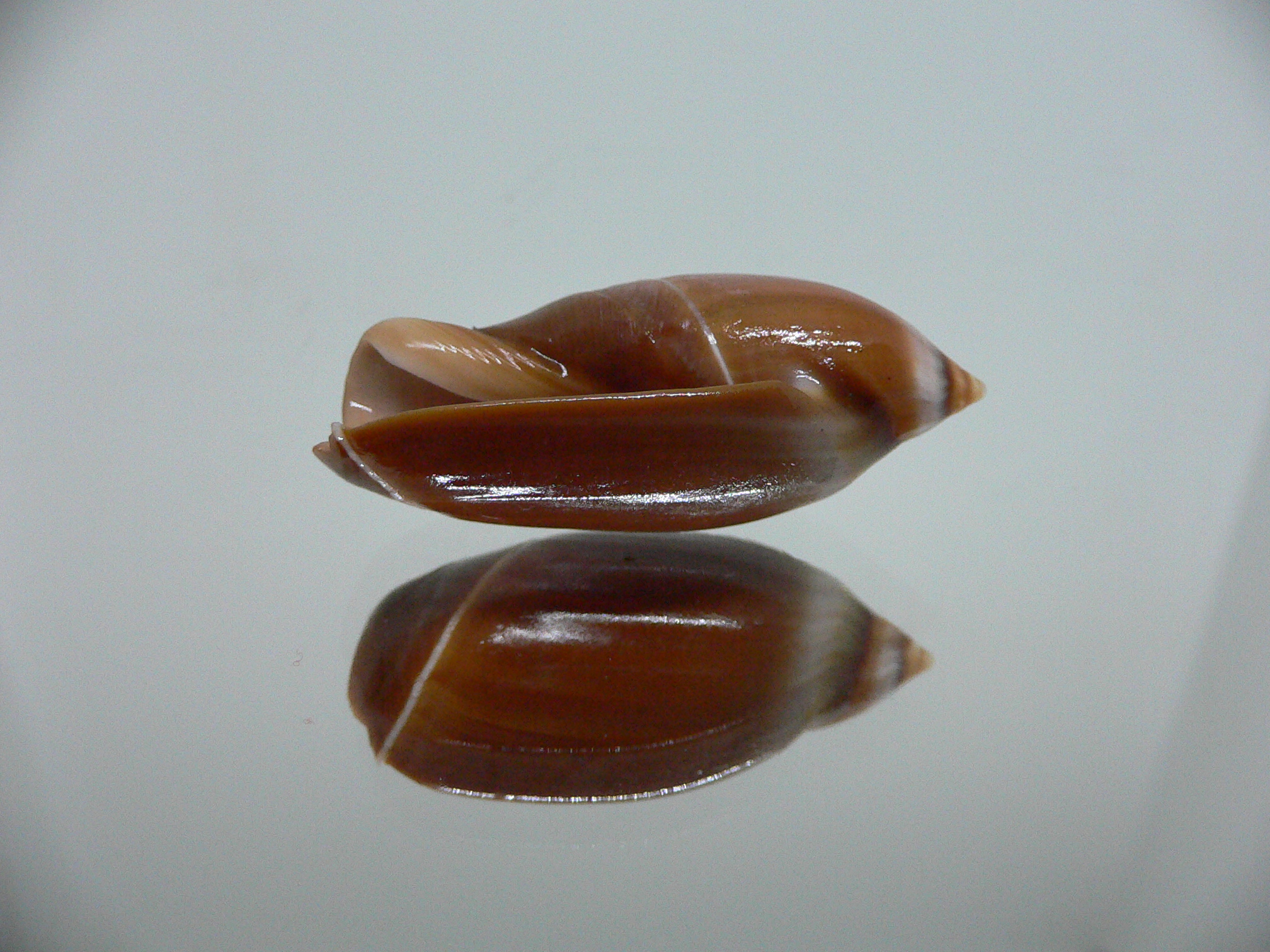 Ancilla cinnamomea BIG & DARK