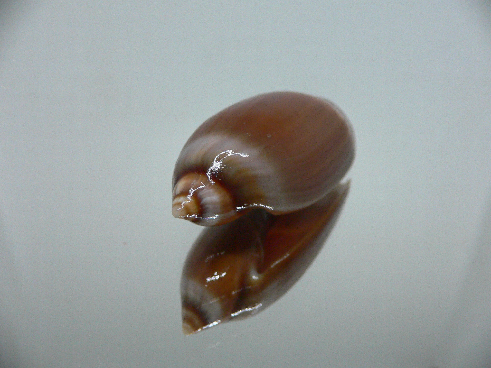 Ancilla cinnamomea BIG & DARK