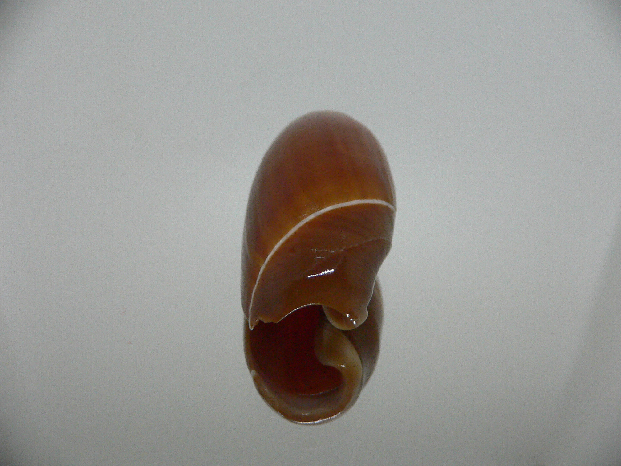 Ancilla cinnamomea BIG & DARK