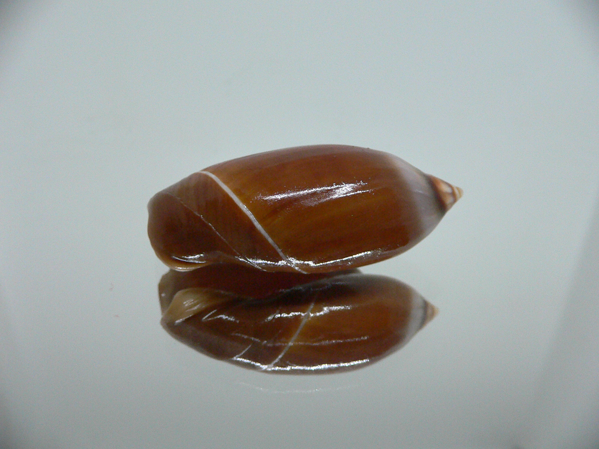 Ancilla cinnamomea BIG & DARK