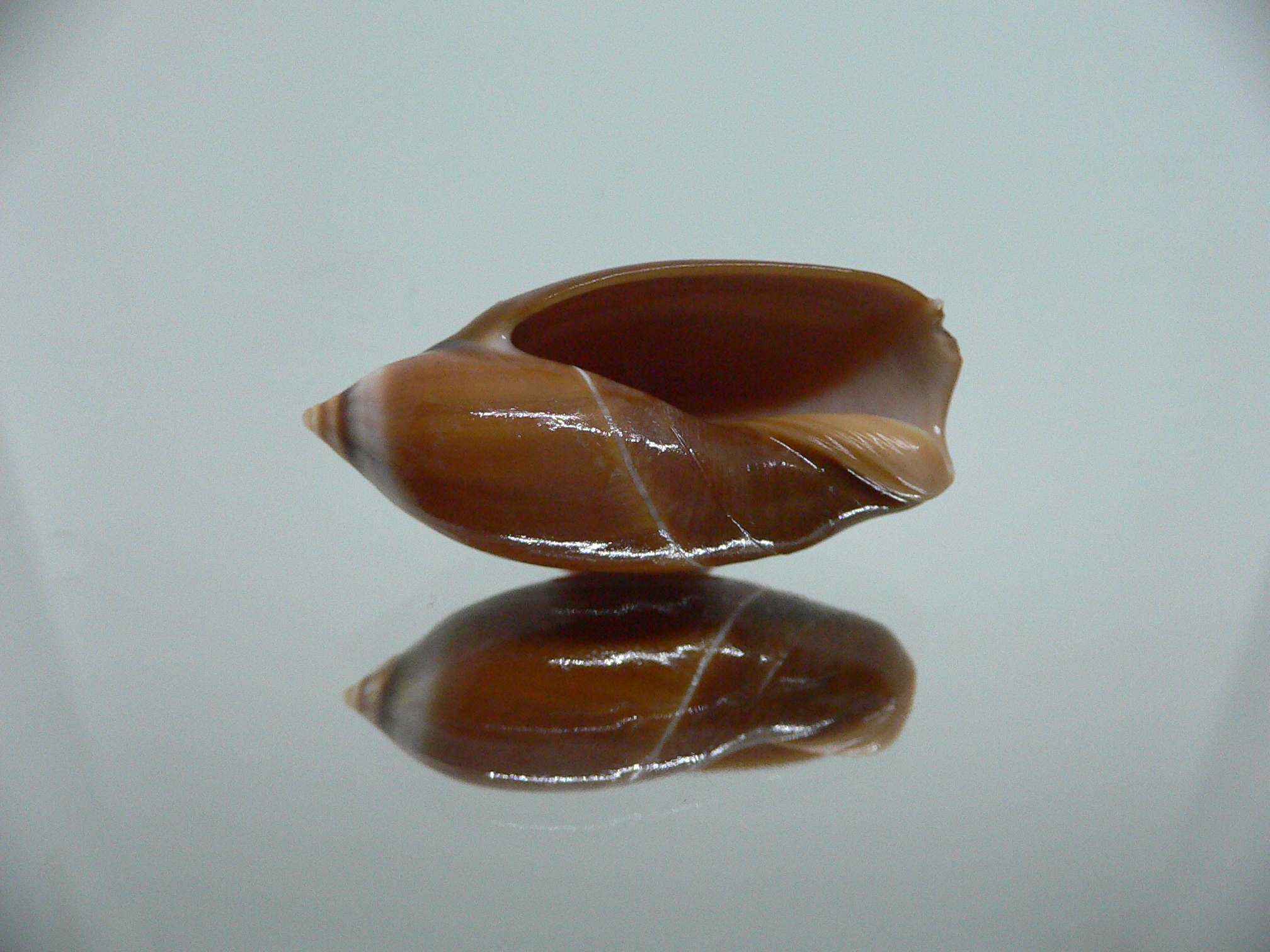 Ancilla cinnamomea BIG & DARK