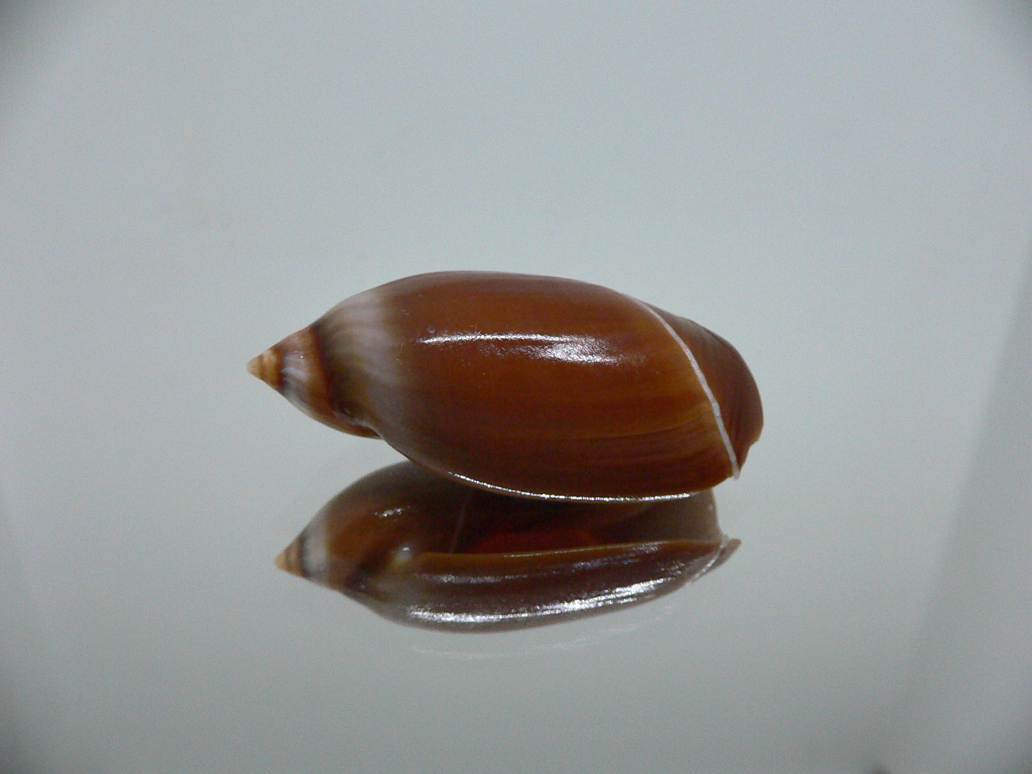 Ancilla cinnamomea BIG & DARK