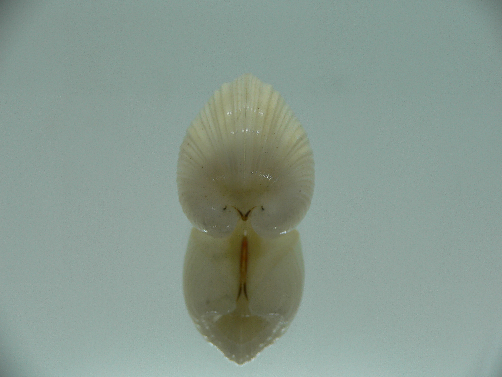 Meiocardia samarangiae LIGHT