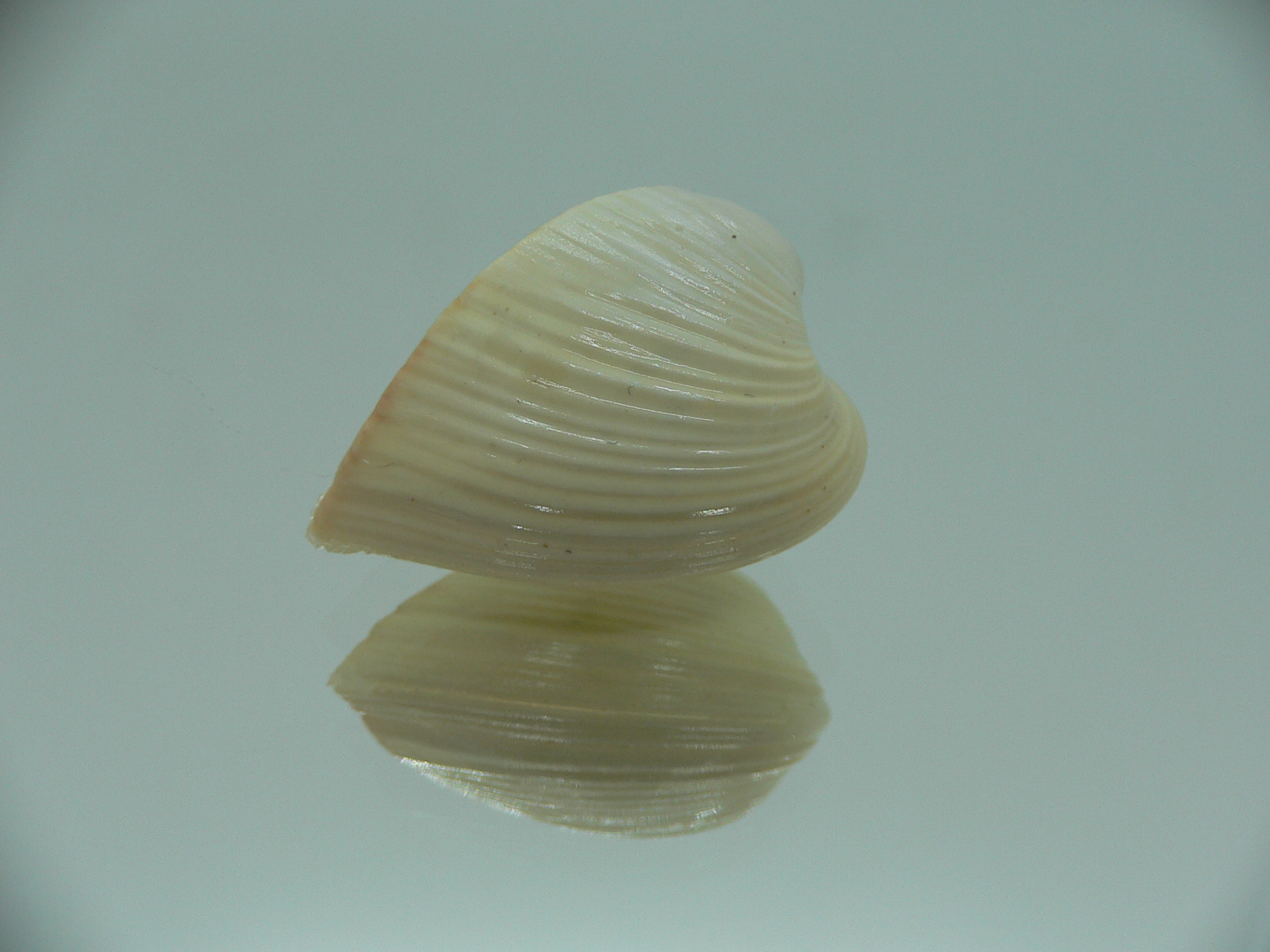 Meiocardia samarangiae LIGHT
