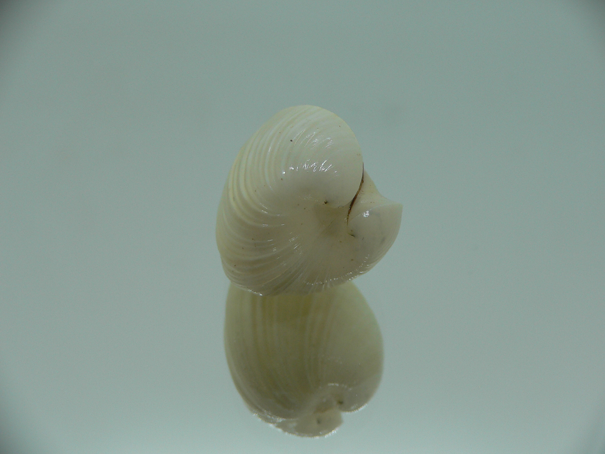 Meiocardia samarangiae LIGHT