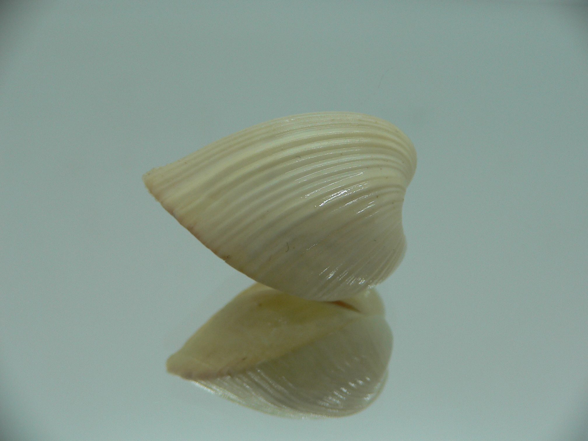 Meiocardia samarangiae LIGHT