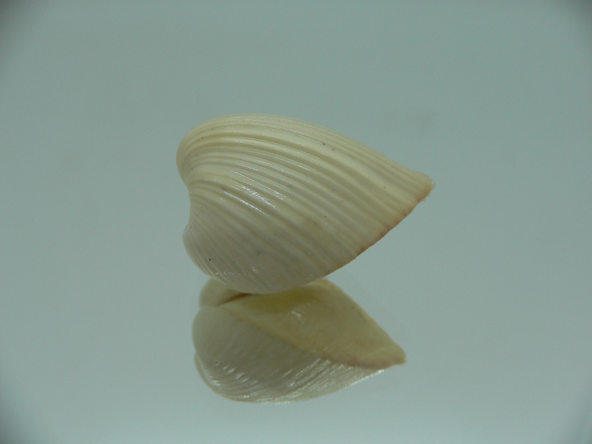 Meiocardia samarangiae LIGHT