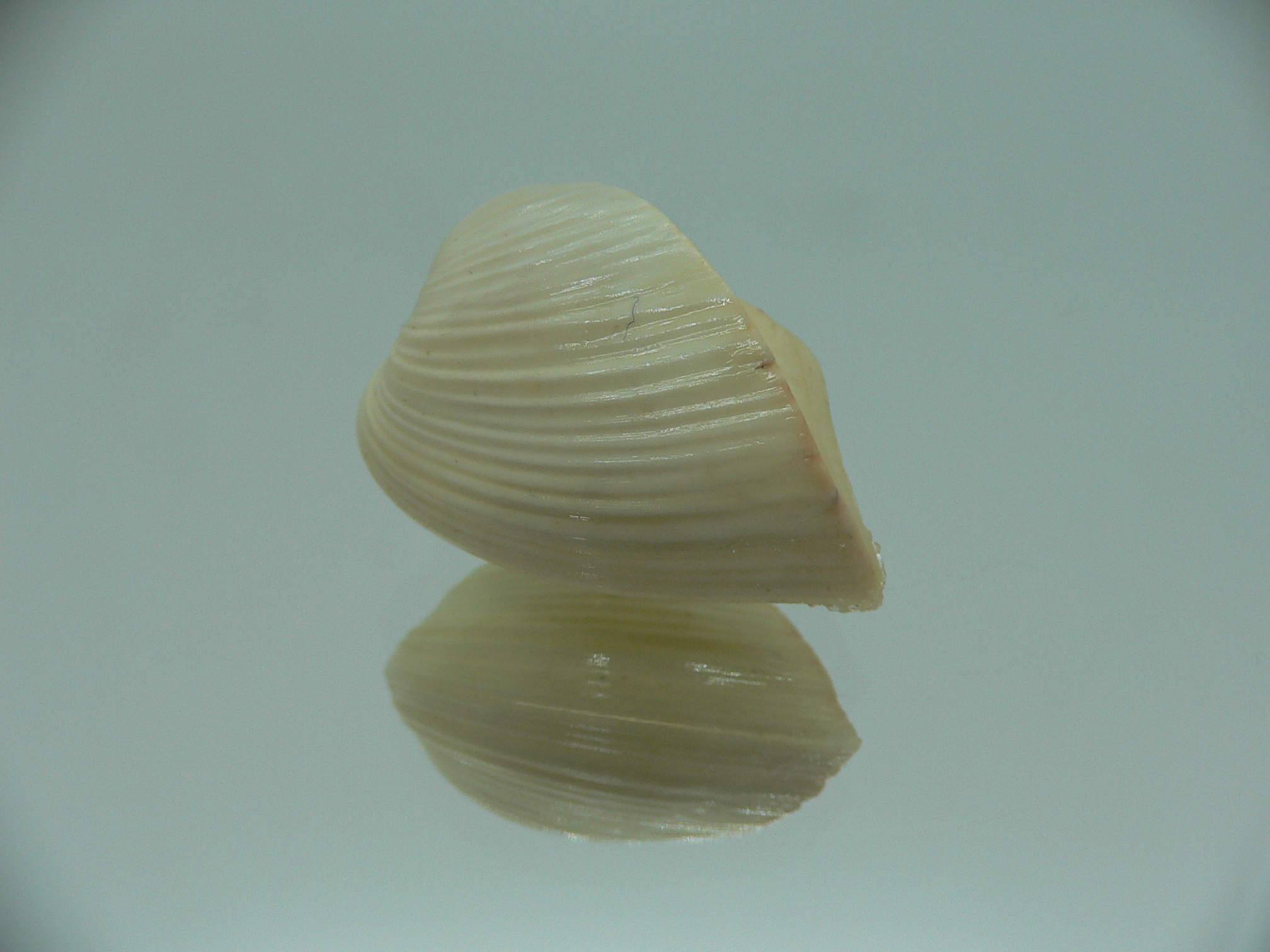Meiocardia samarangiae LIGHT