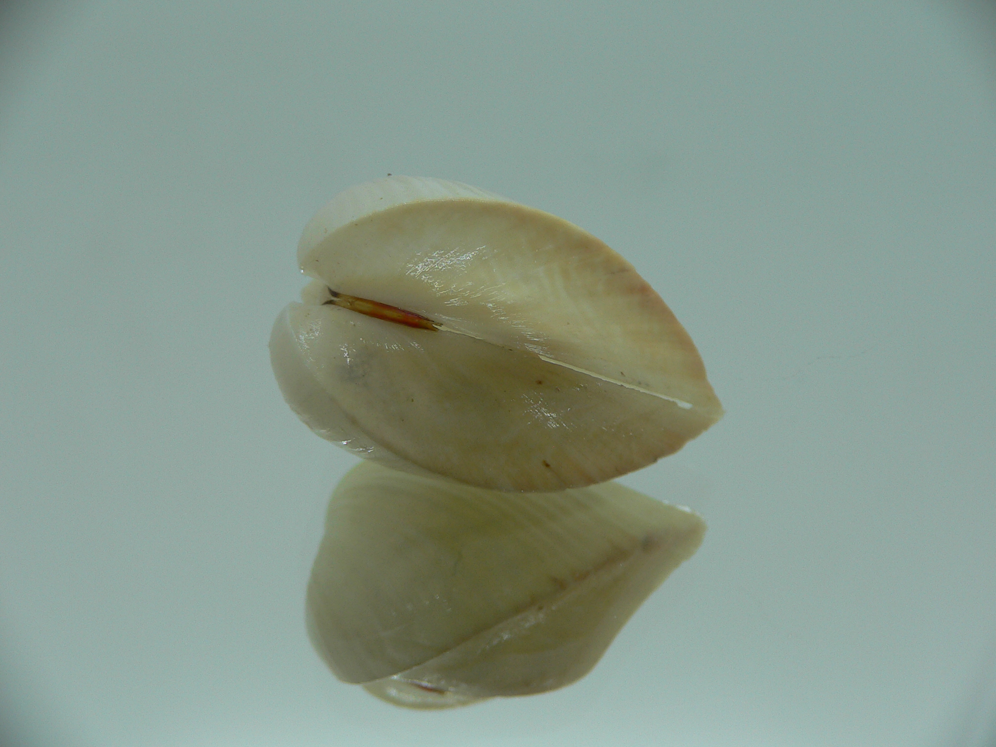 Meiocardia samarangiae LIGHT