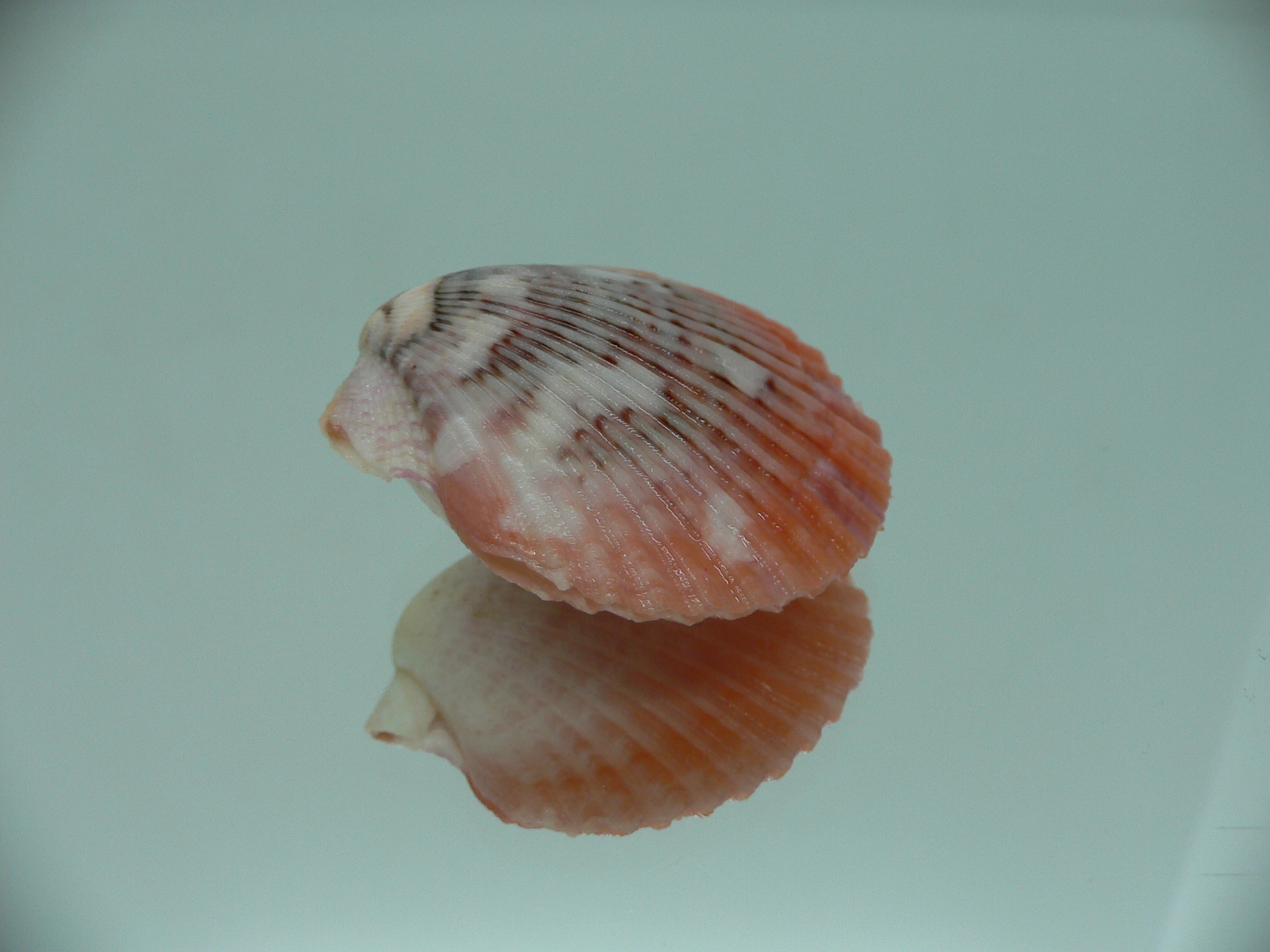 Aequipecten flabellum