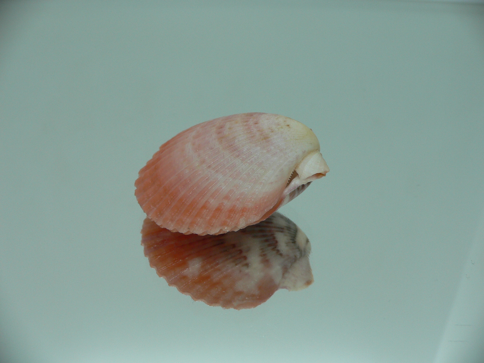 Aequipecten flabellum