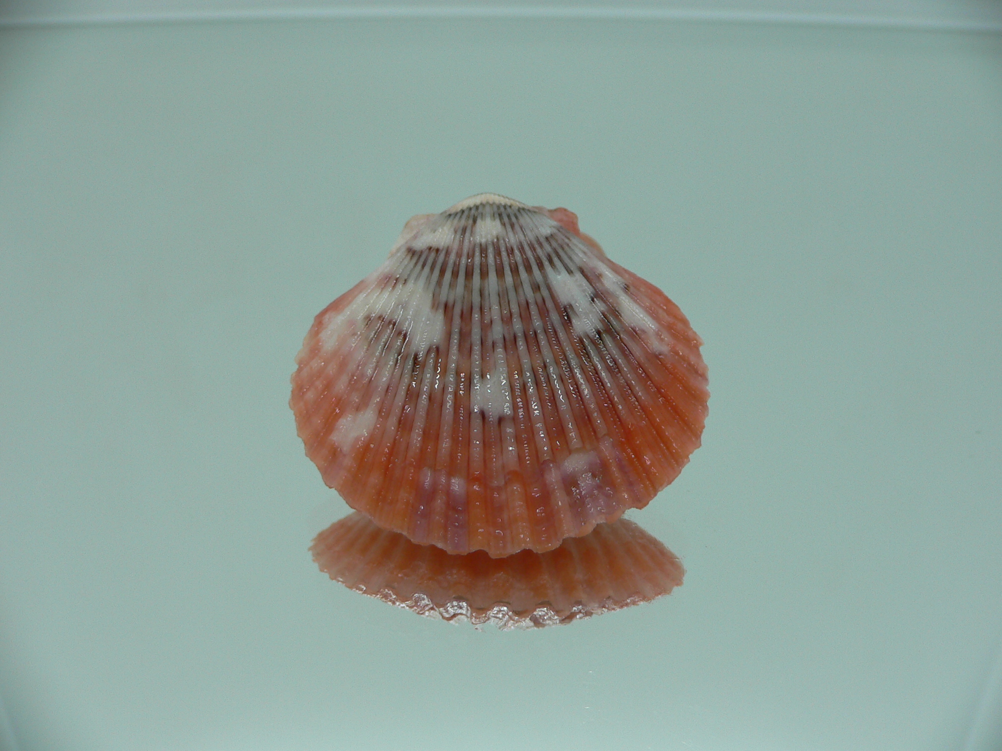 Aequipecten flabellum