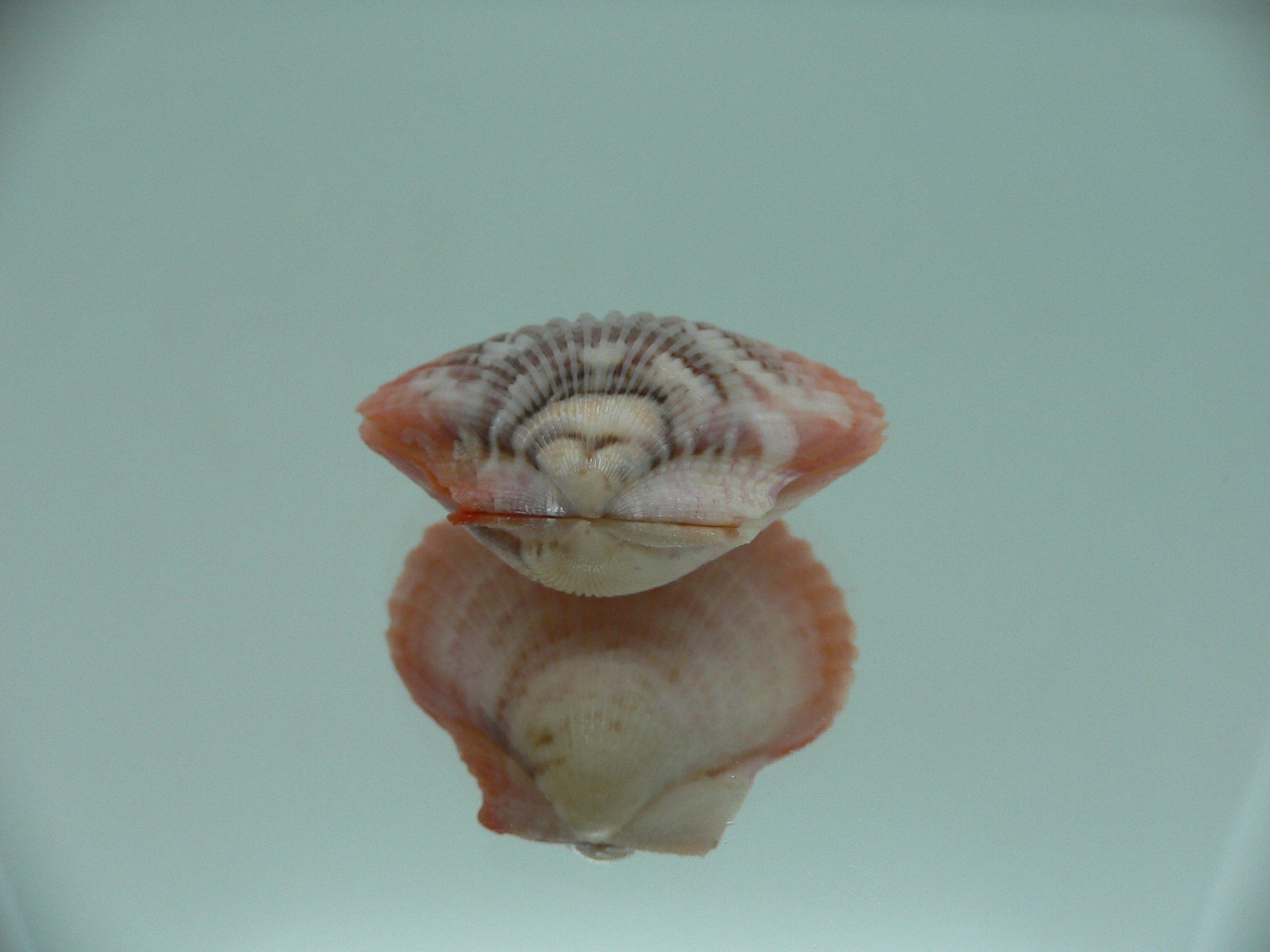 Aequipecten flabellum