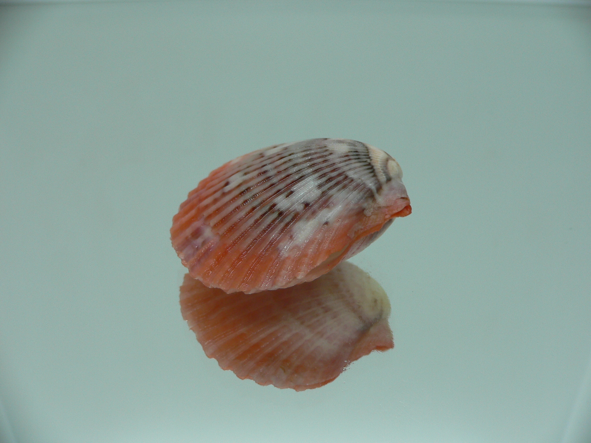 Aequipecten flabellum