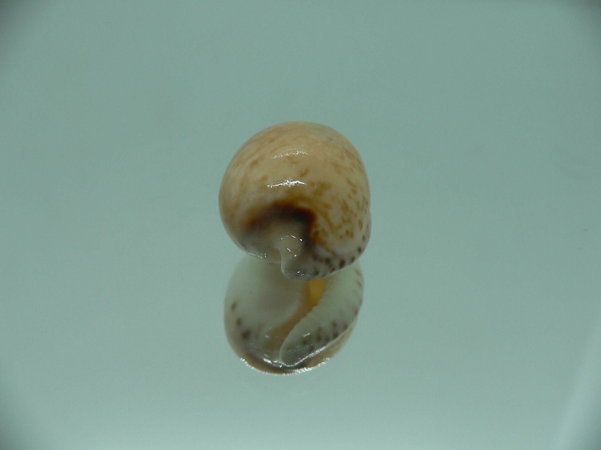 Cypraeovula algoensis cf. bettyensis (var.)