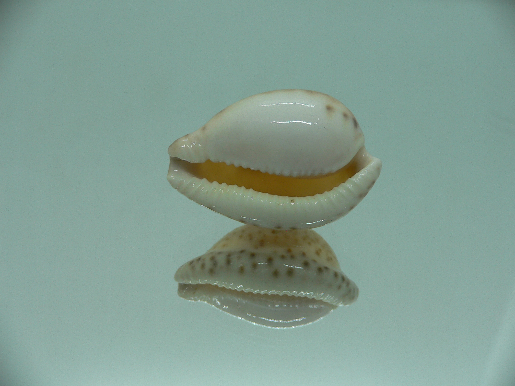 Cypraeovula algoensis cf. bettyensis (var.)