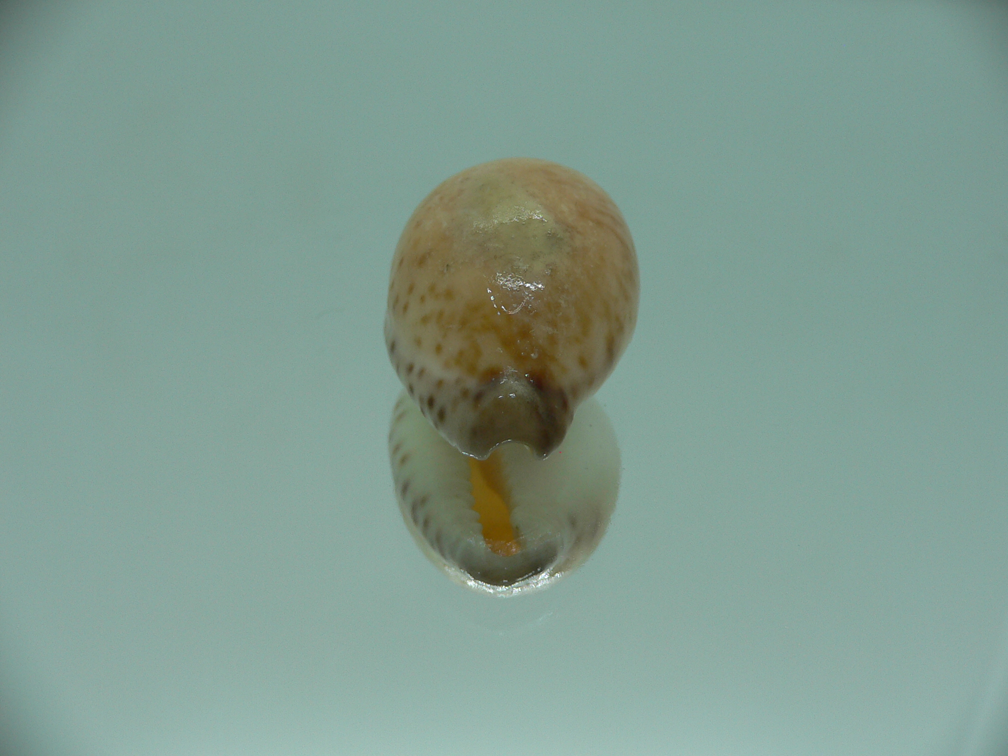 Cypraeovula algoensis cf. bettyensis (var.)