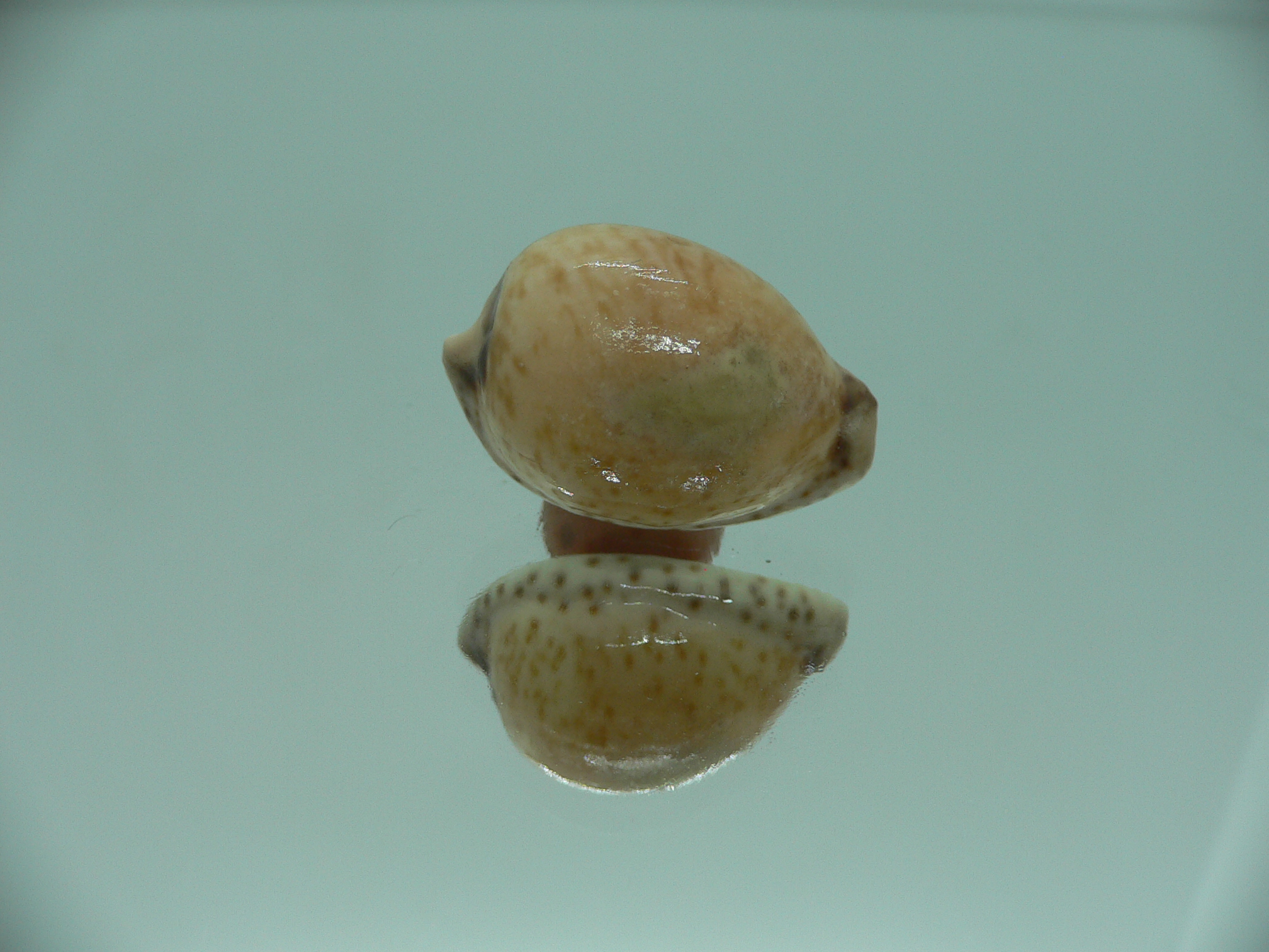 Cypraeovula algoensis cf. bettyensis (var.)