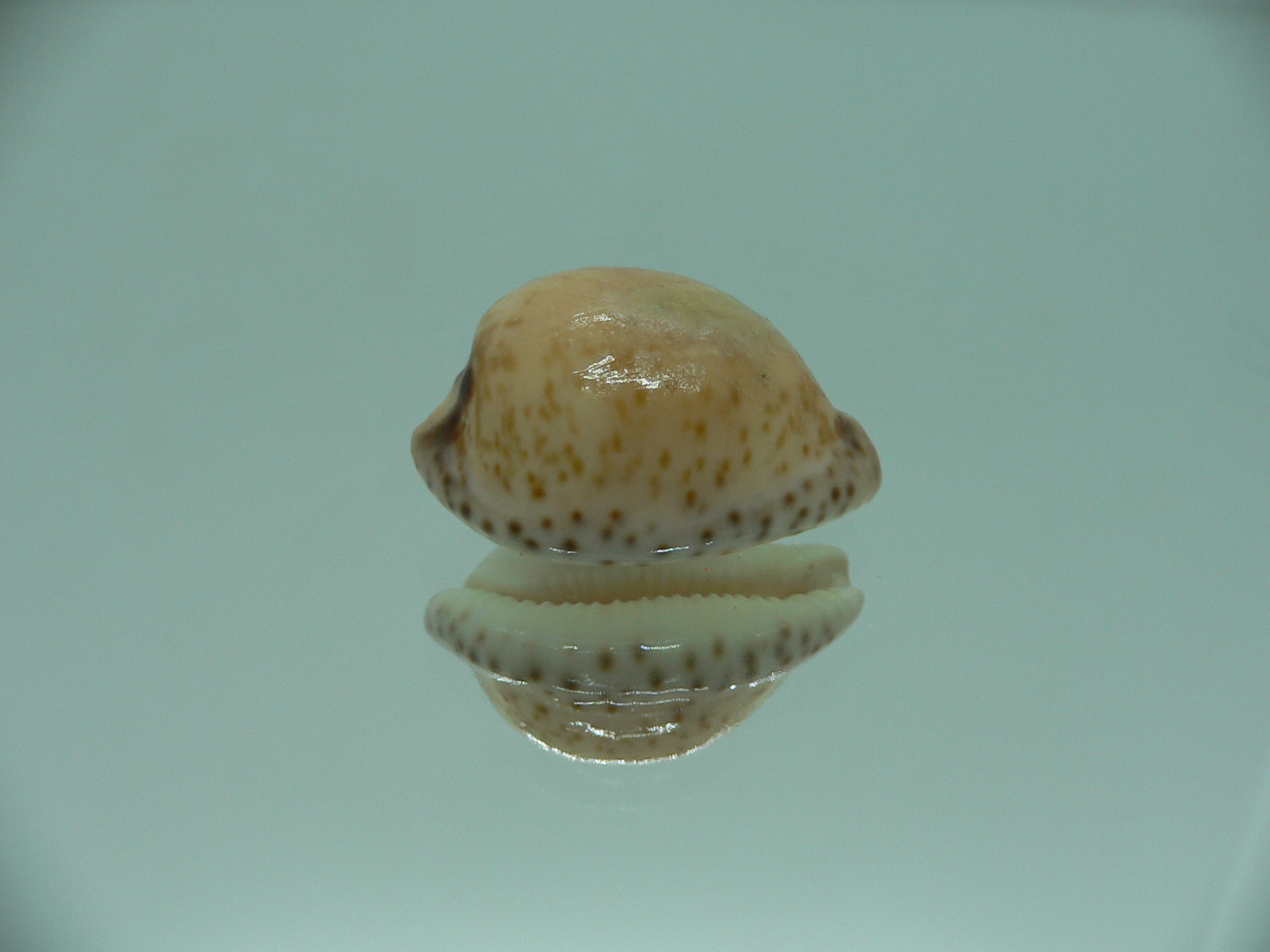 Cypraeovula algoensis cf. bettyensis (var.)