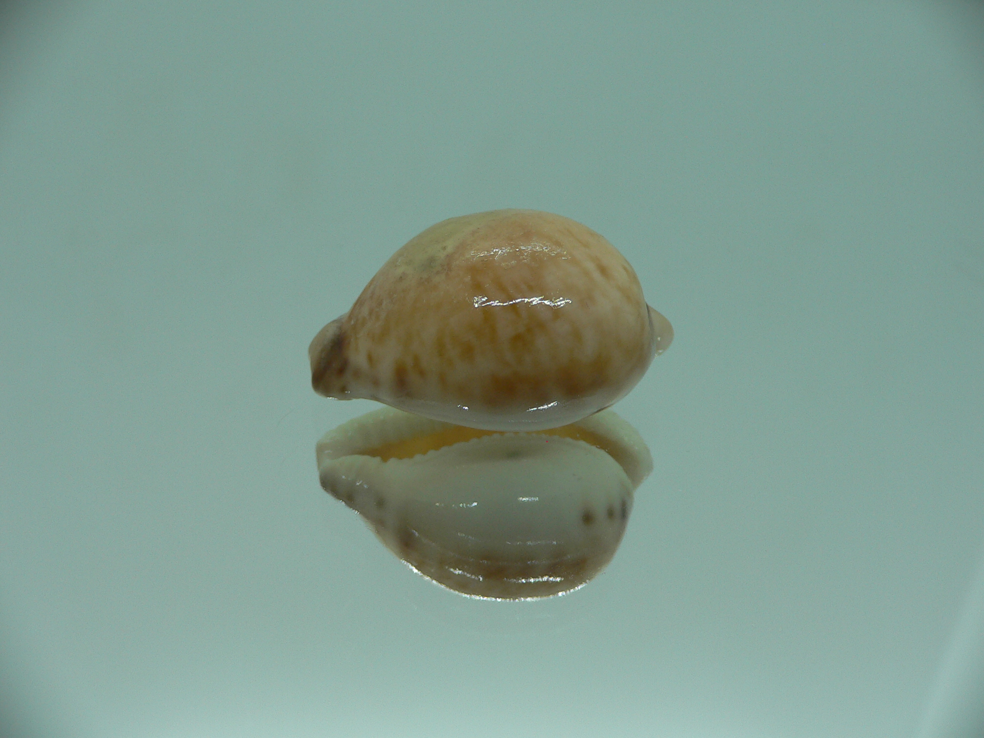 Cypraeovula algoensis cf. bettyensis (var.)