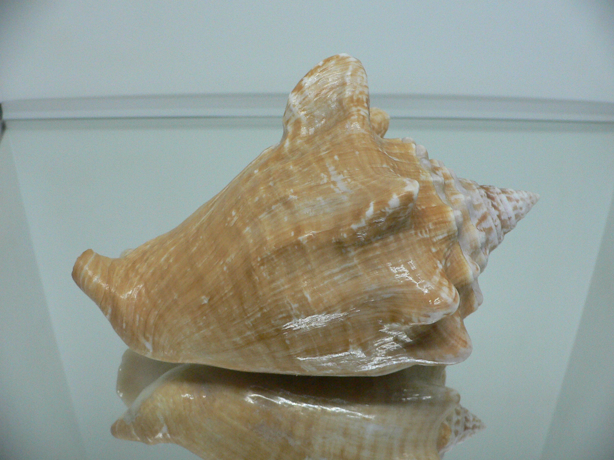 Macrostrombus costatus