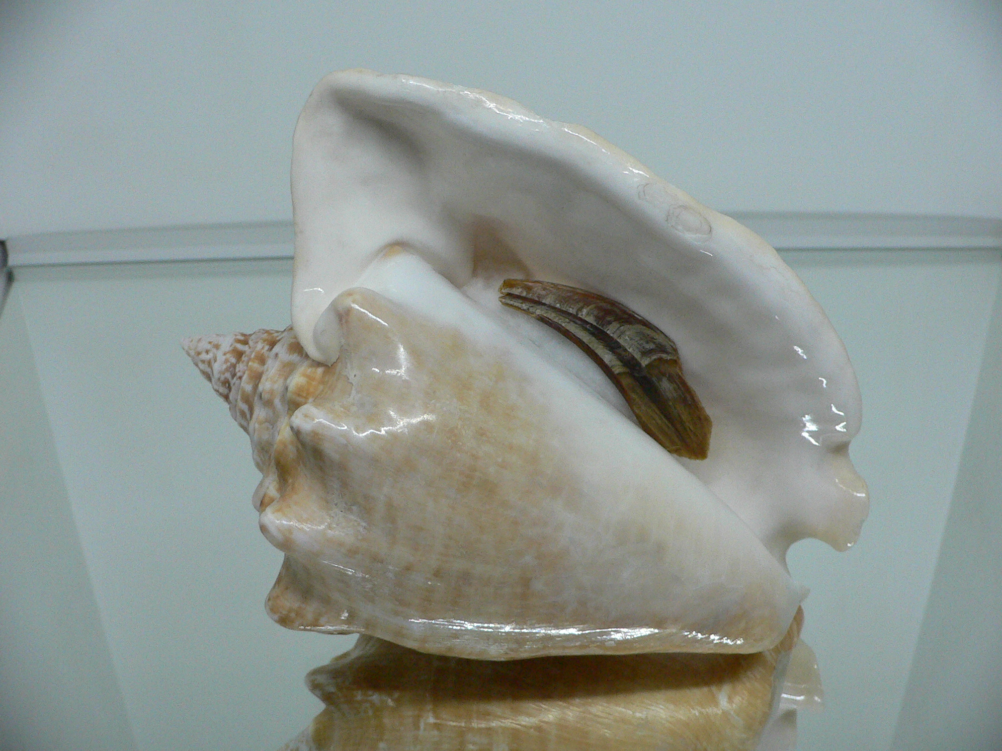 Macrostrombus costatus