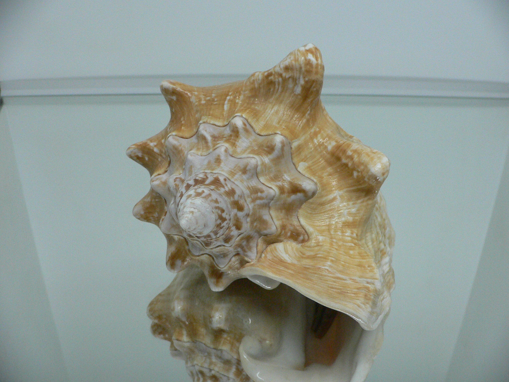 Macrostrombus costatus