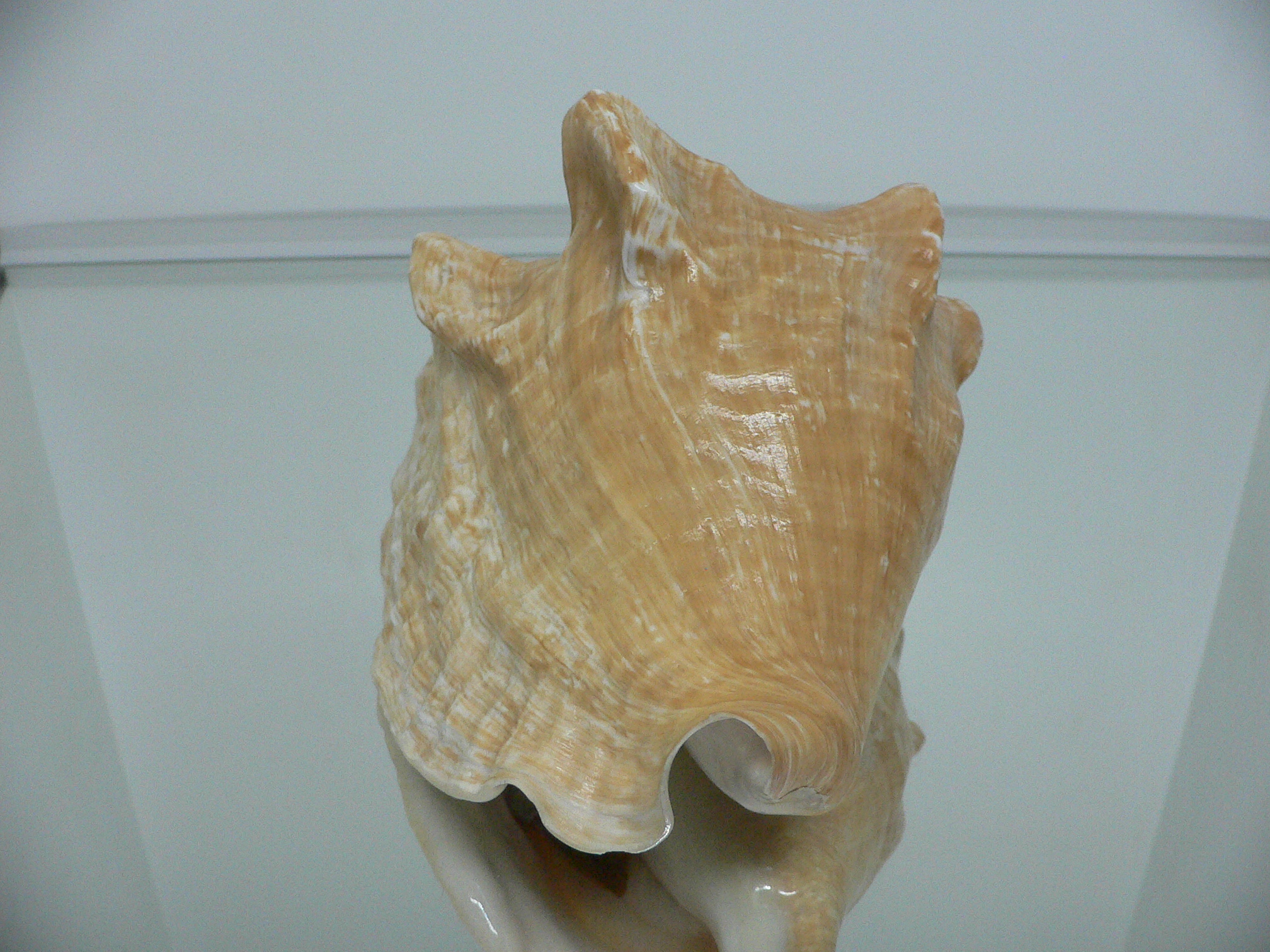 Macrostrombus costatus