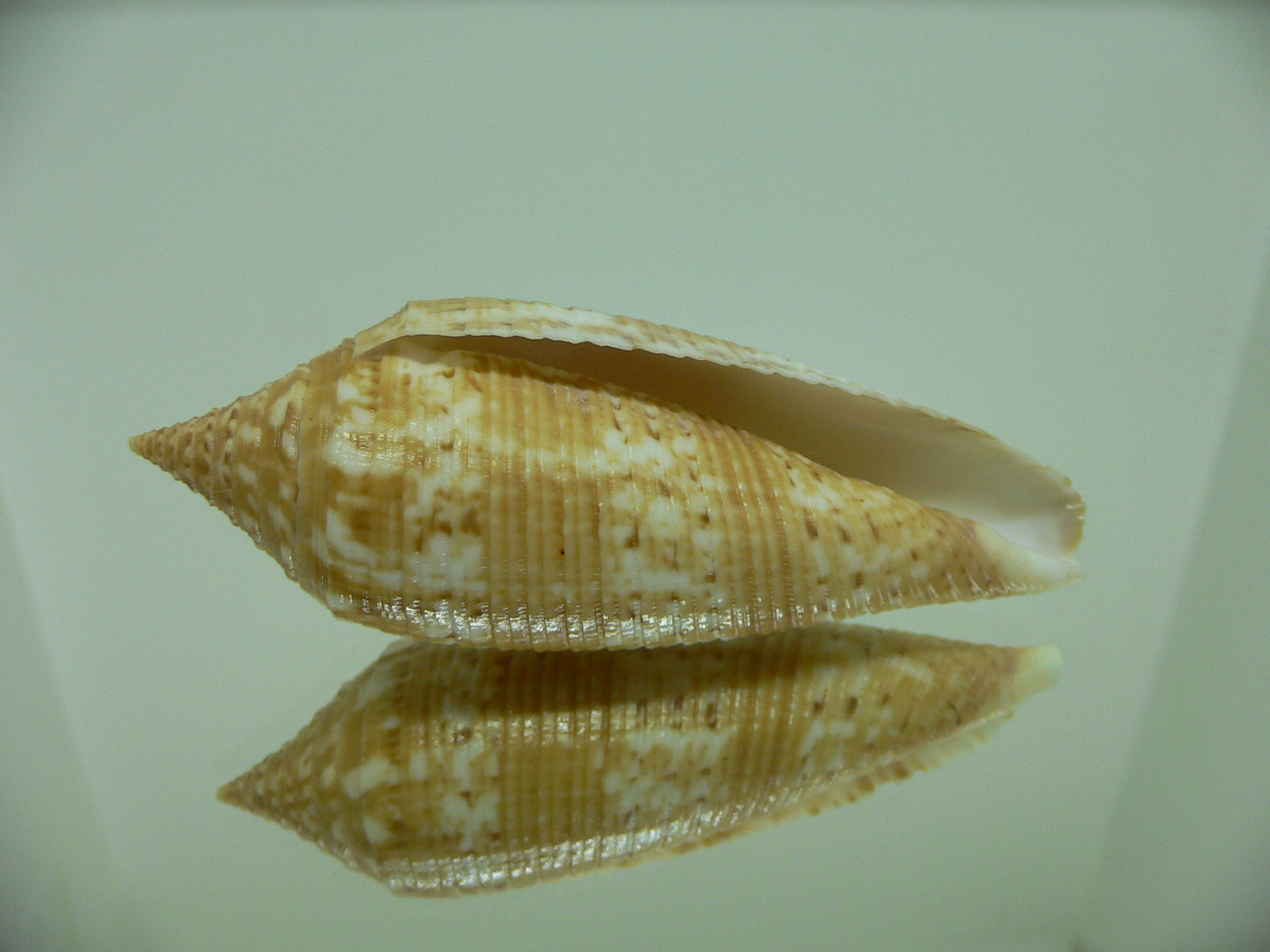 Conus australis UNUSUAL COLOR