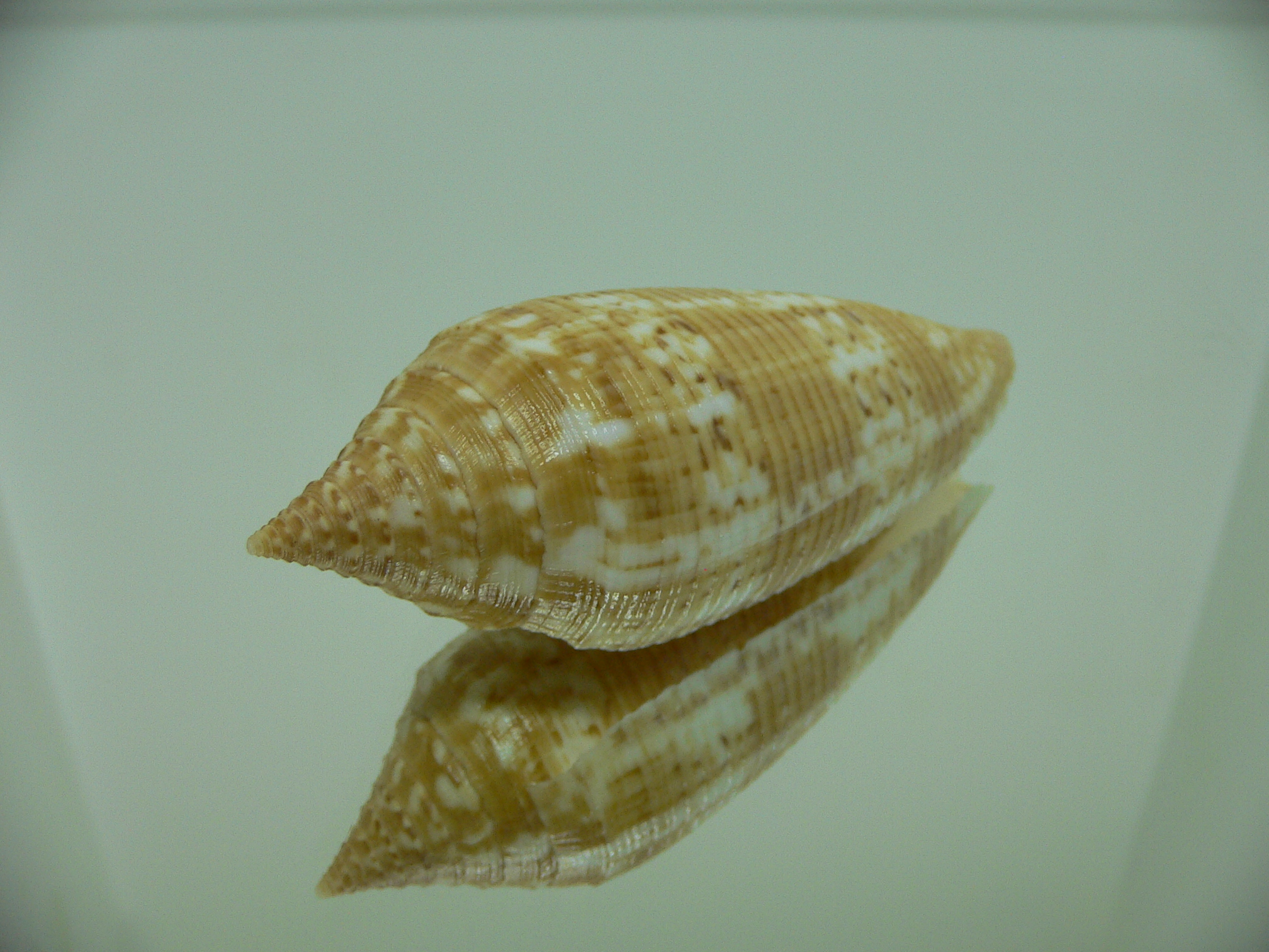 Conus australis UNUSUAL COLOR