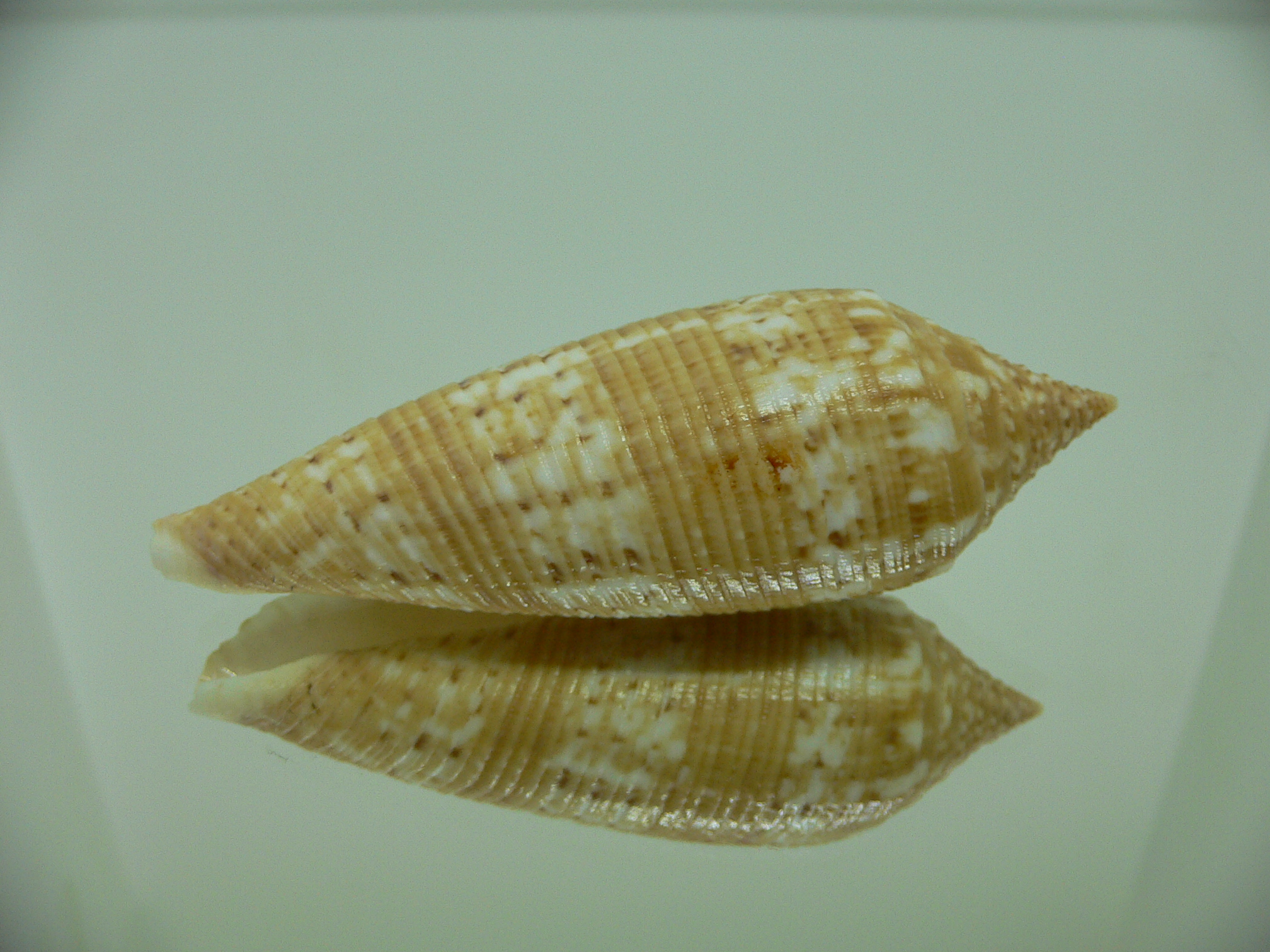 Conus australis UNUSUAL COLOR