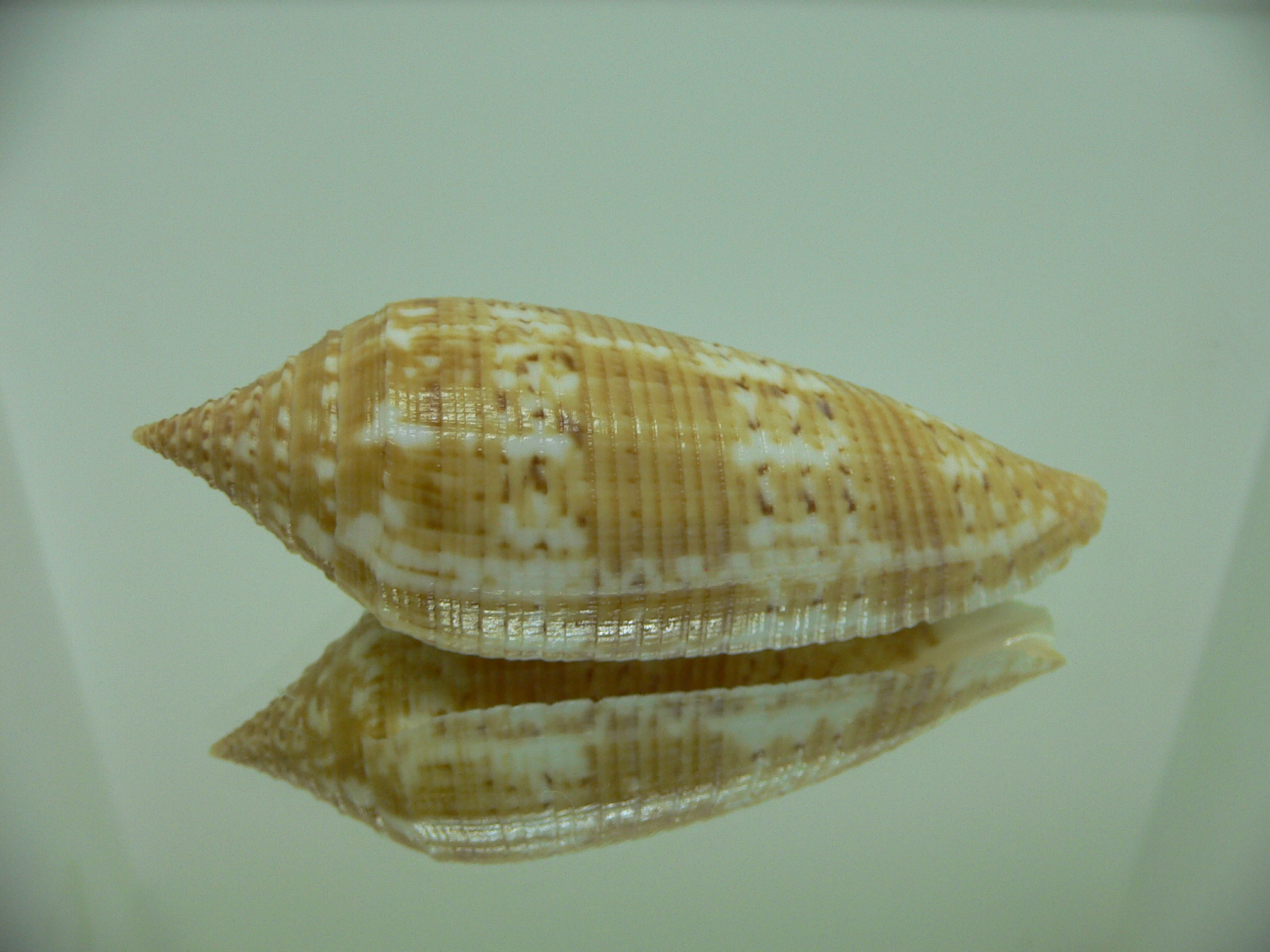 Conus australis UNUSUAL COLOR