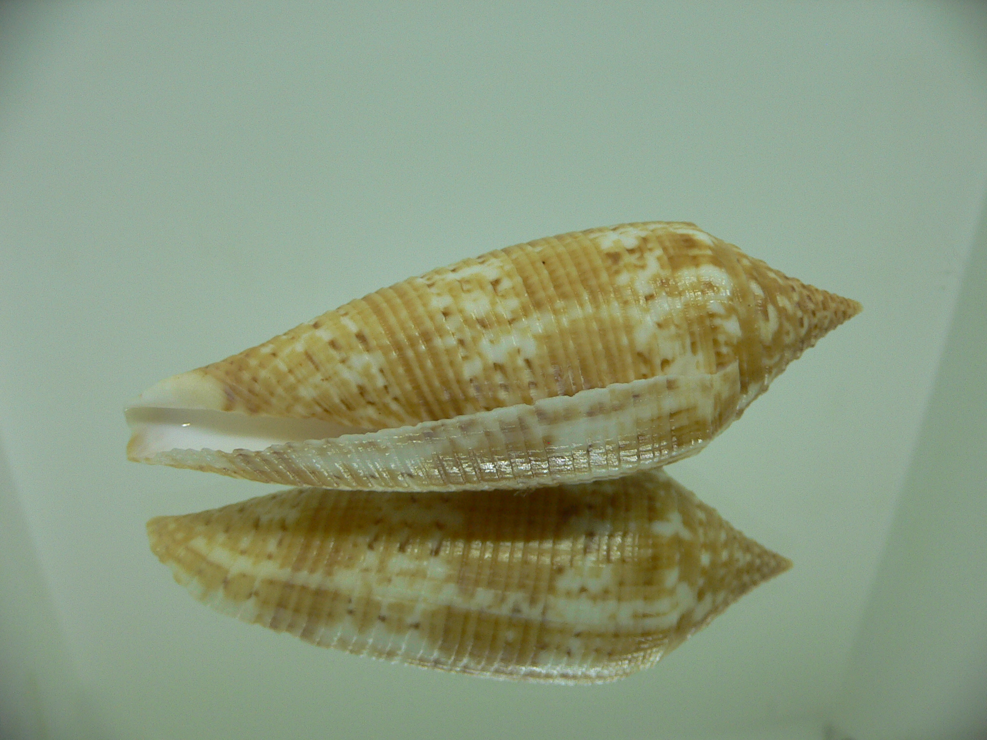 Conus australis UNUSUAL COLOR