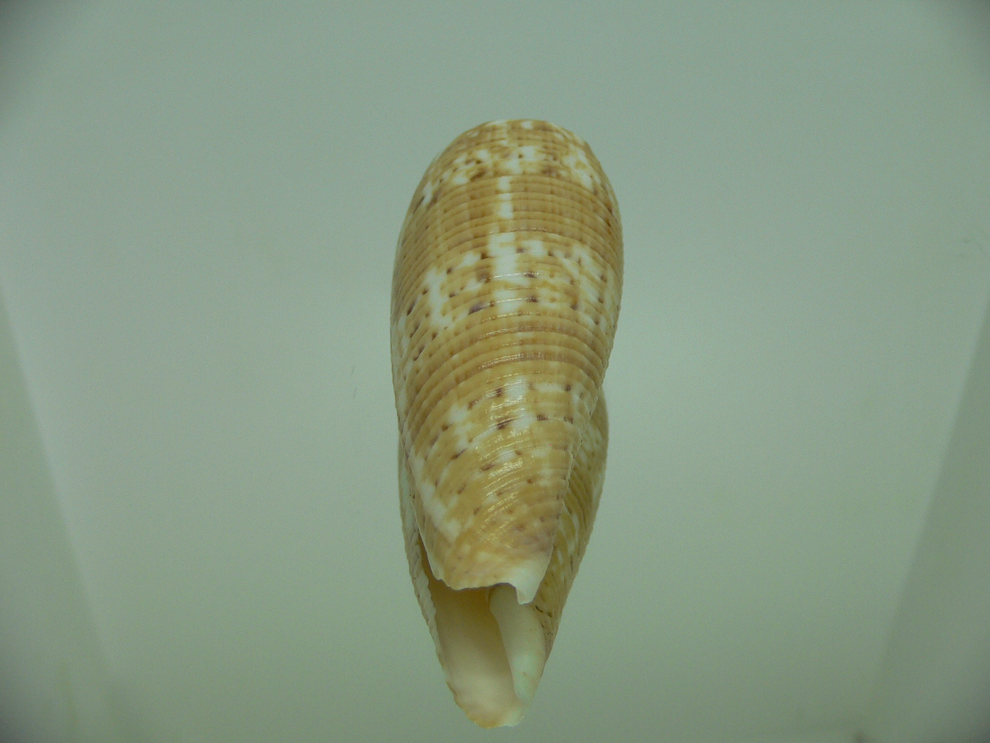 Conus australis UNUSUAL COLOR