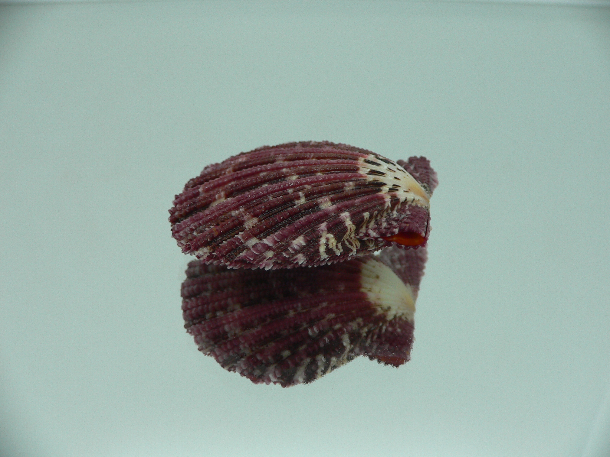 Gloripallium pallium BORDO & IDEAL