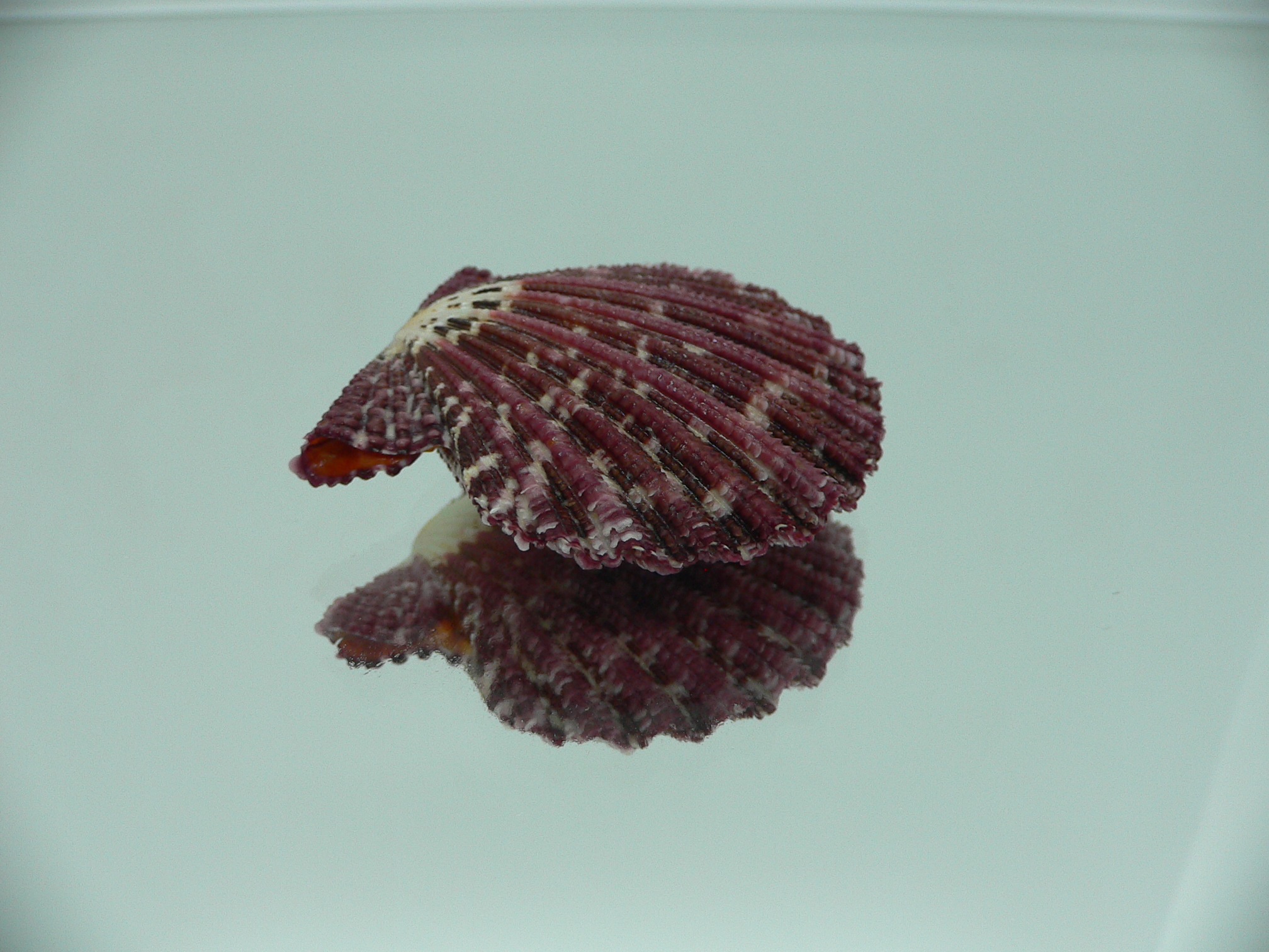 Gloripallium pallium BORDO & IDEAL