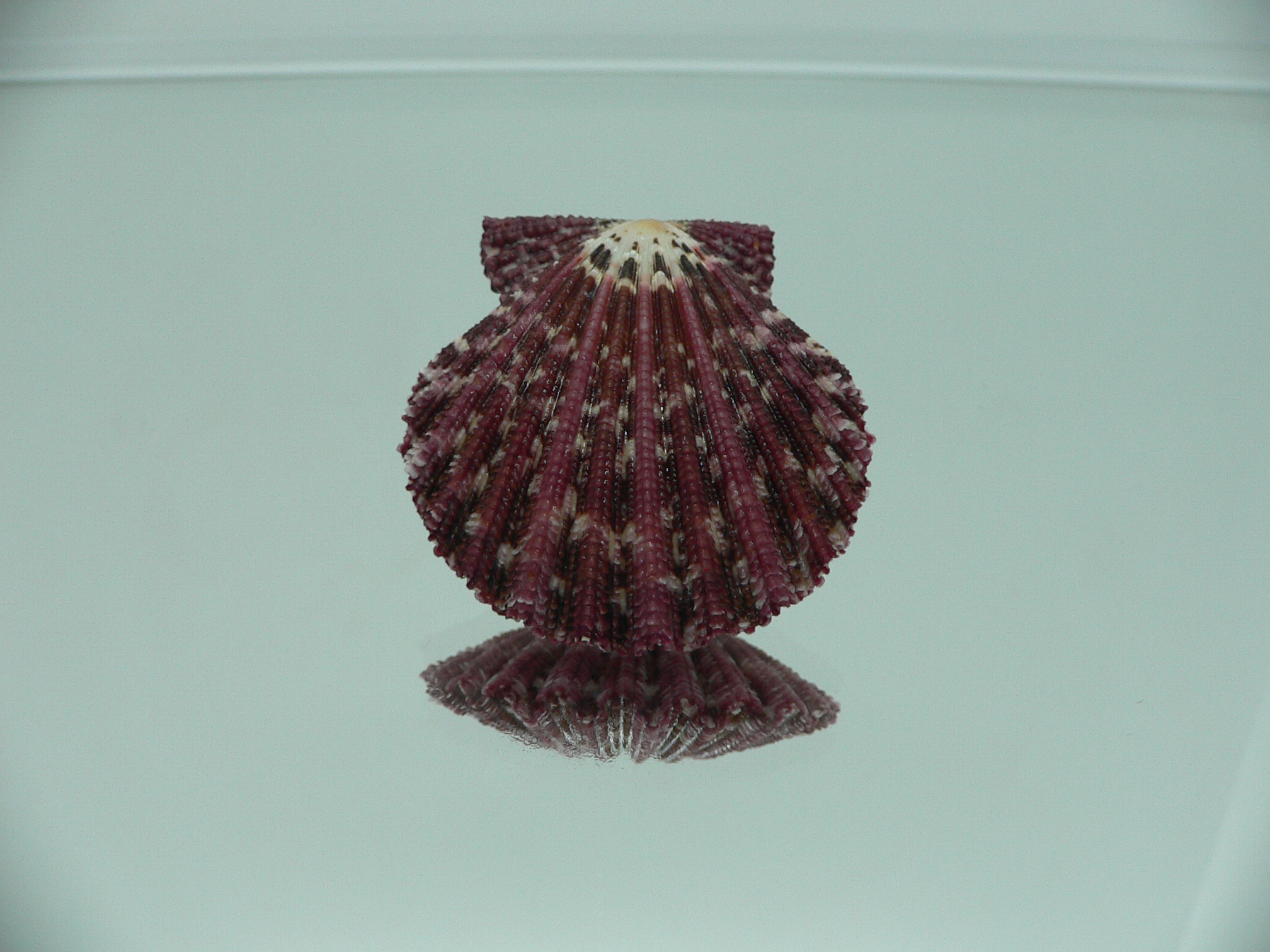 Gloripallium pallium BORDO & IDEAL