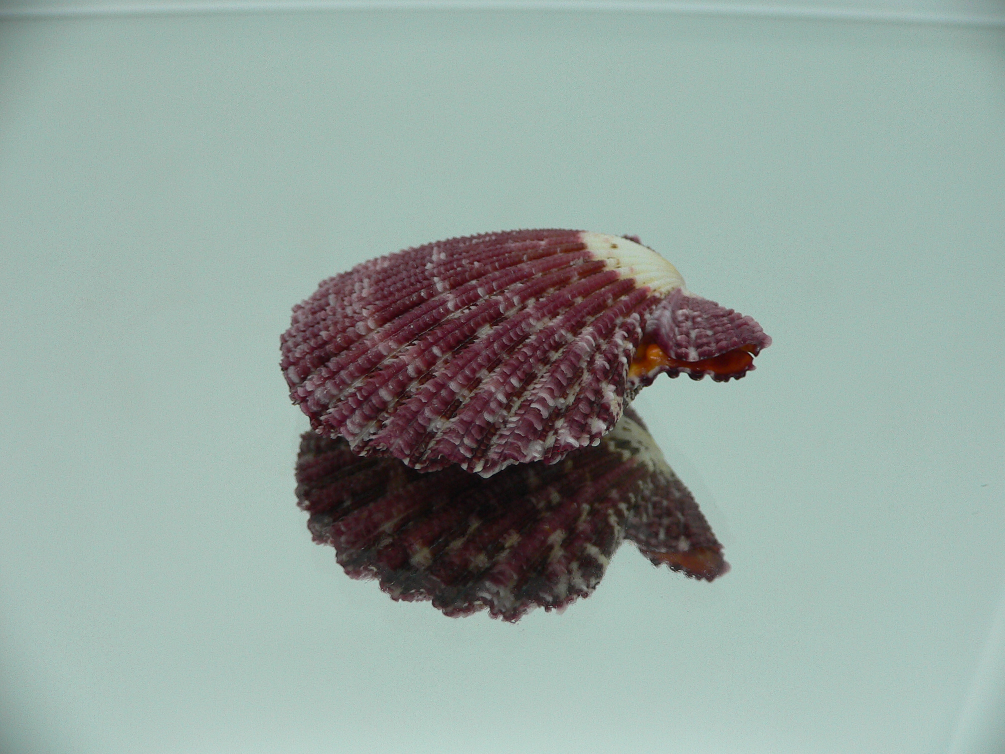 Gloripallium pallium BORDO & IDEAL