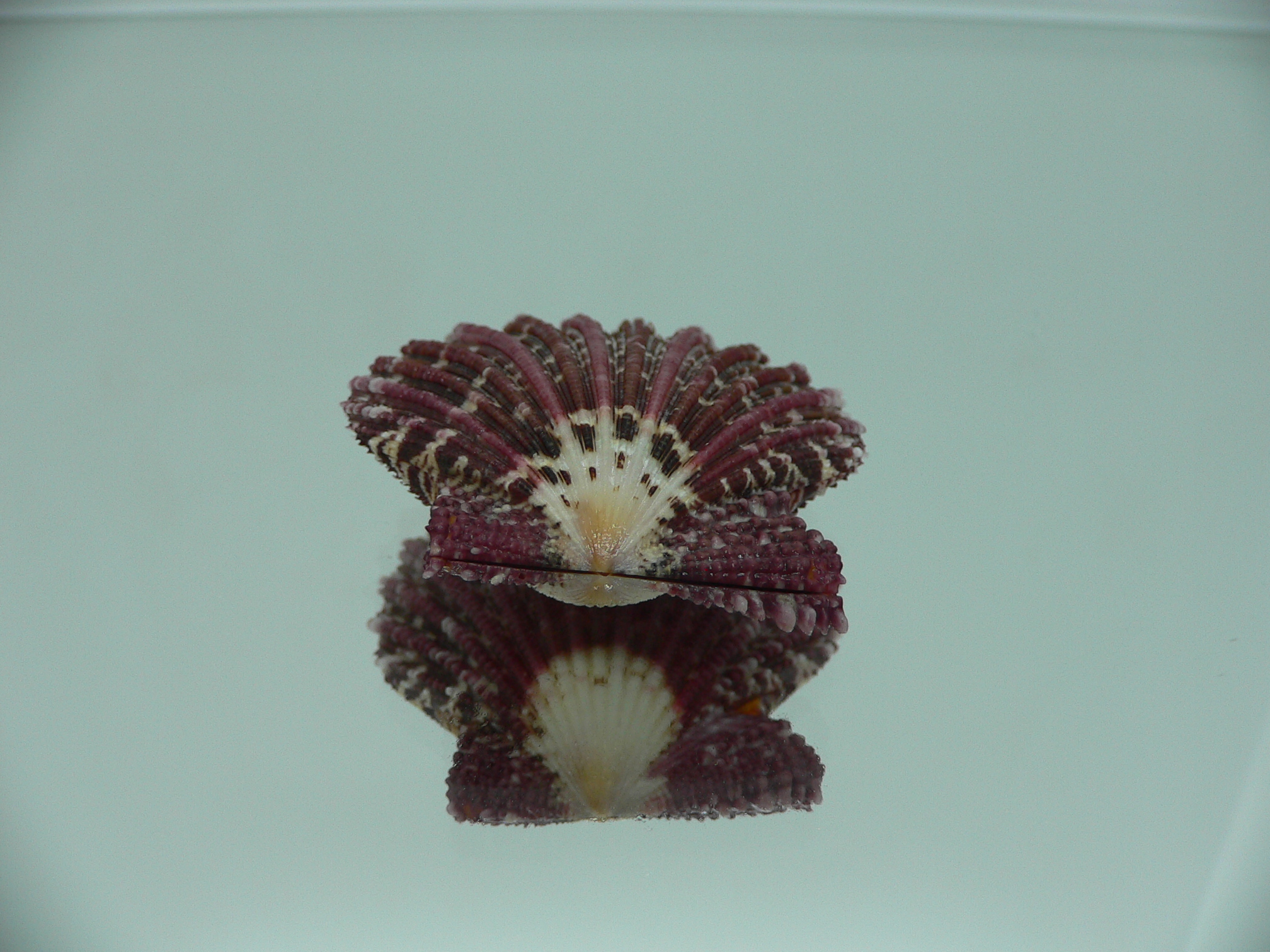 Gloripallium pallium BORDO & IDEAL
