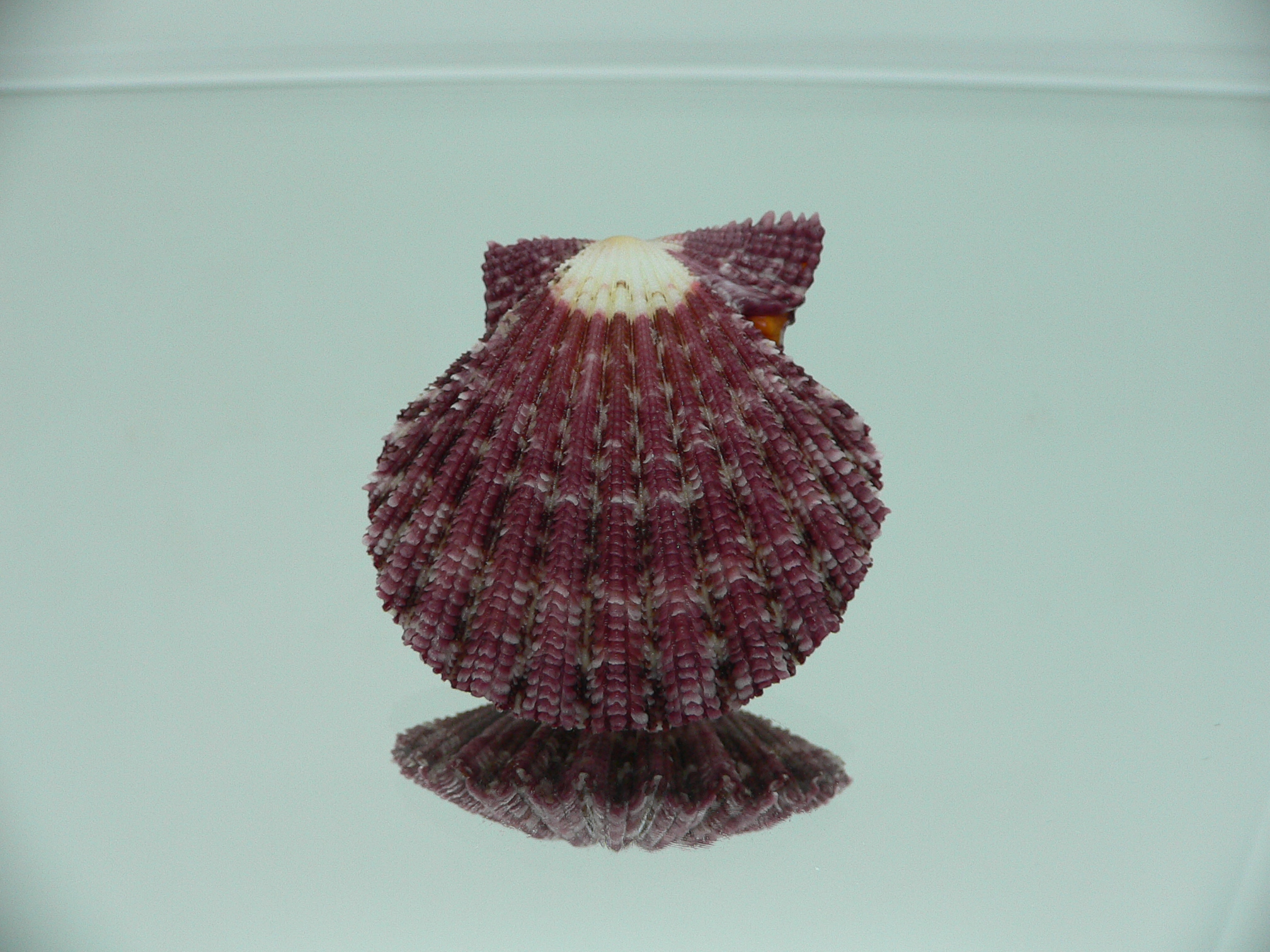 Gloripallium pallium BORDO & IDEAL