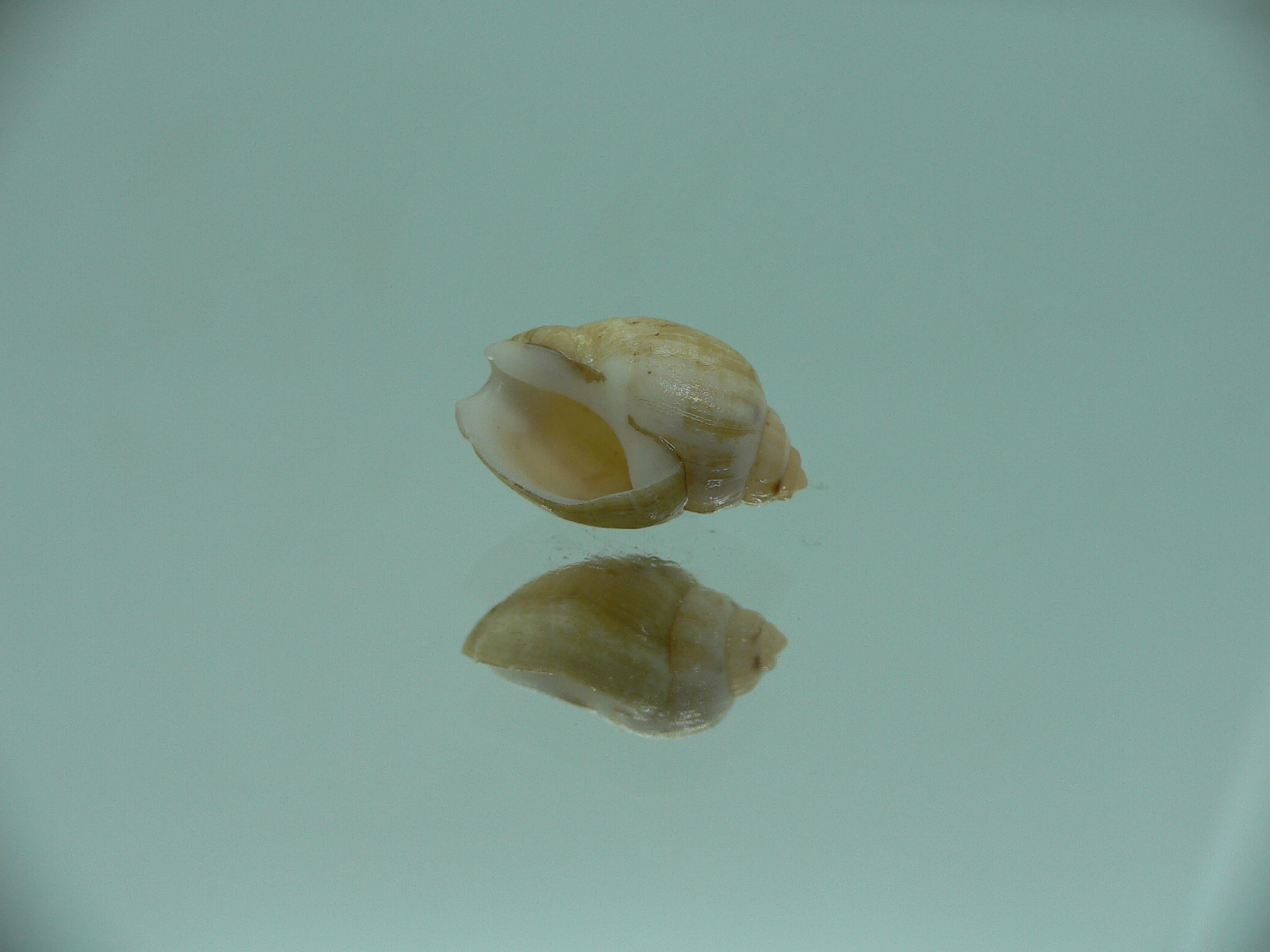 Nassodonta dorri (Oligohalinophila dorri) BROWN & SUPER