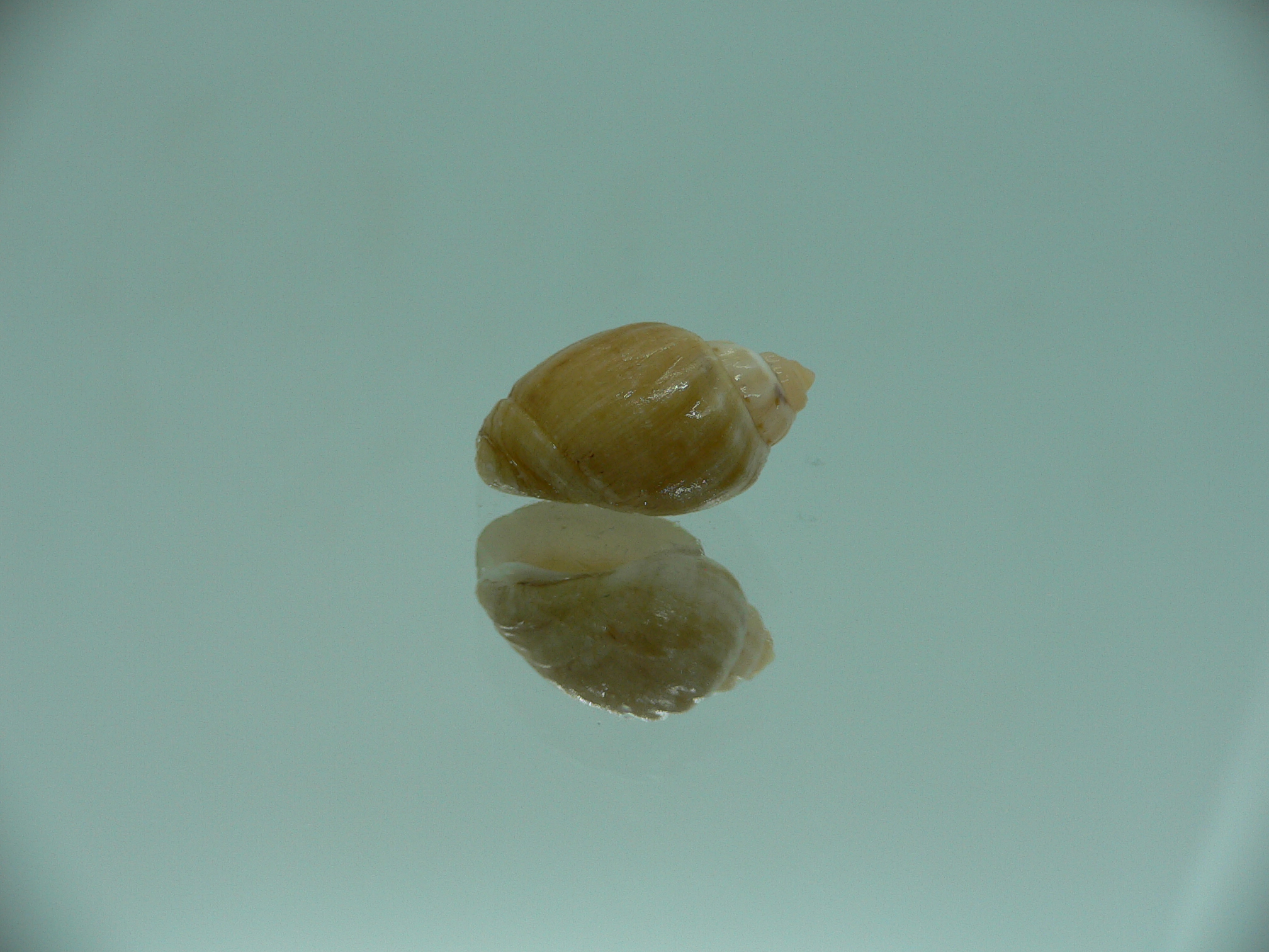 Nassodonta dorri (Oligohalinophila dorri) BROWN & SUPER